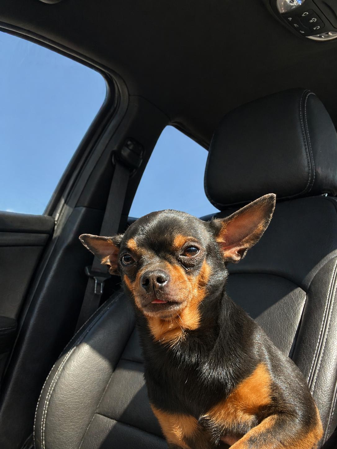 Milo, Adoptable, Adult Male Chihuahua.
