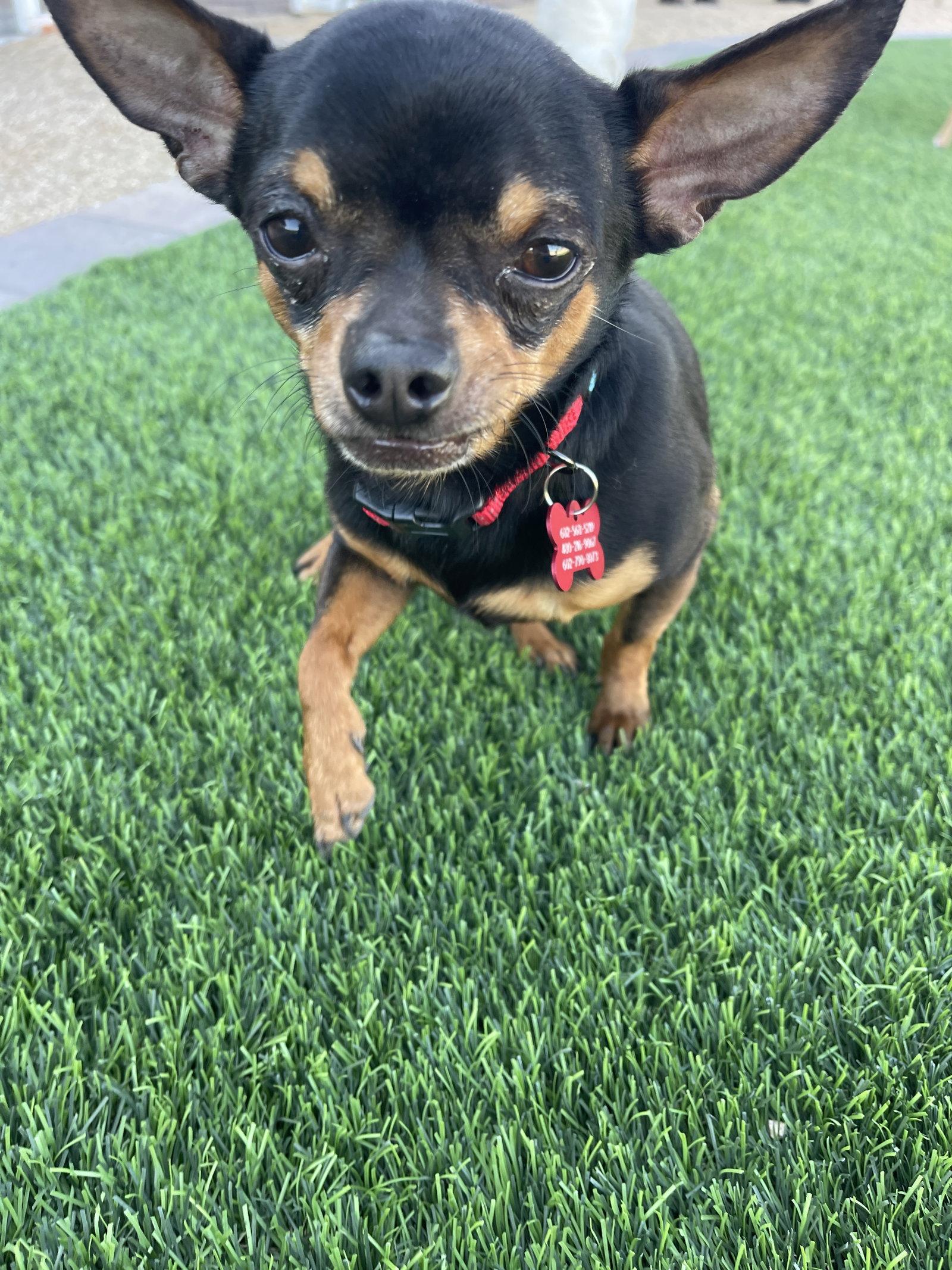 Enlarge Milo, a Adoptable Chihuahua in Glendale, AZ image 2/3