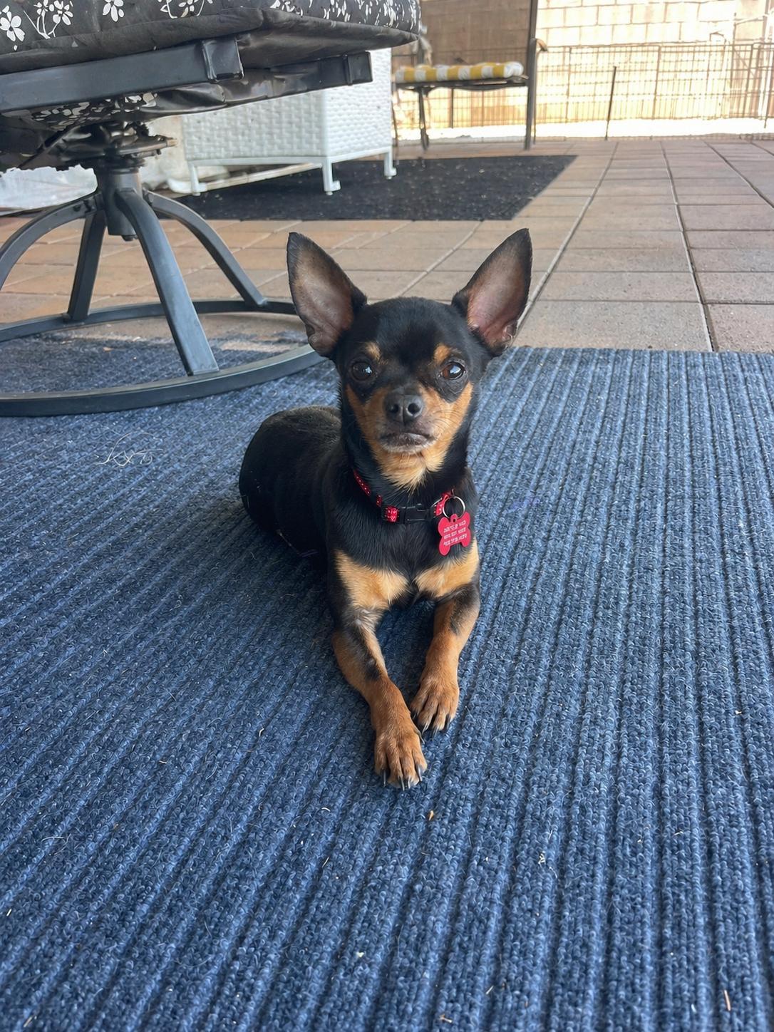 Enlarge Milo, a Adoptable Chihuahua in Glendale, AZ image 3/3