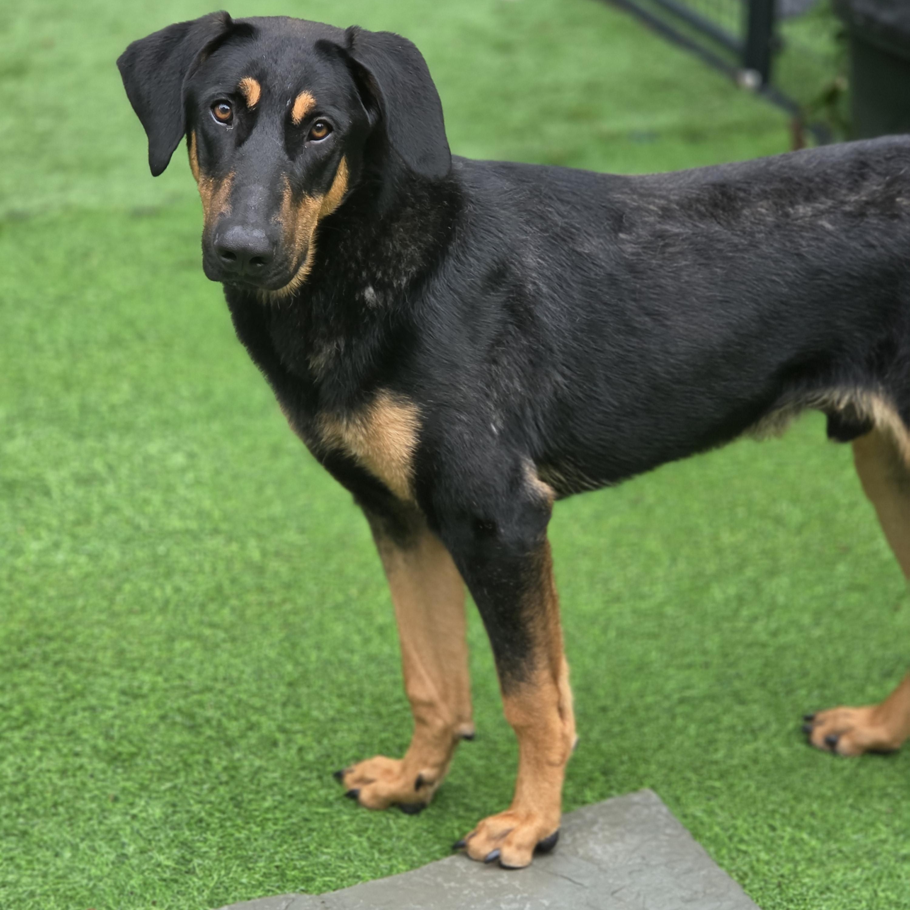 Herman, adopted, Young Male Doberman Pinscher & Mixed Breed.