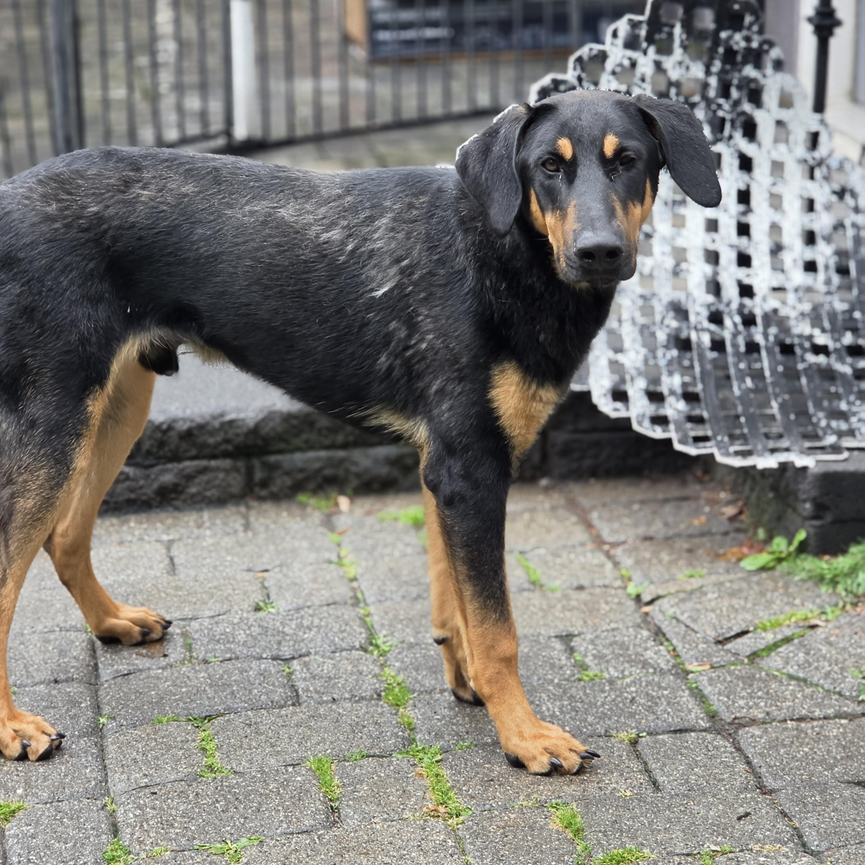 Enlarge Herman, an adopted mixed breed in Blairstown, NJ image 3/6