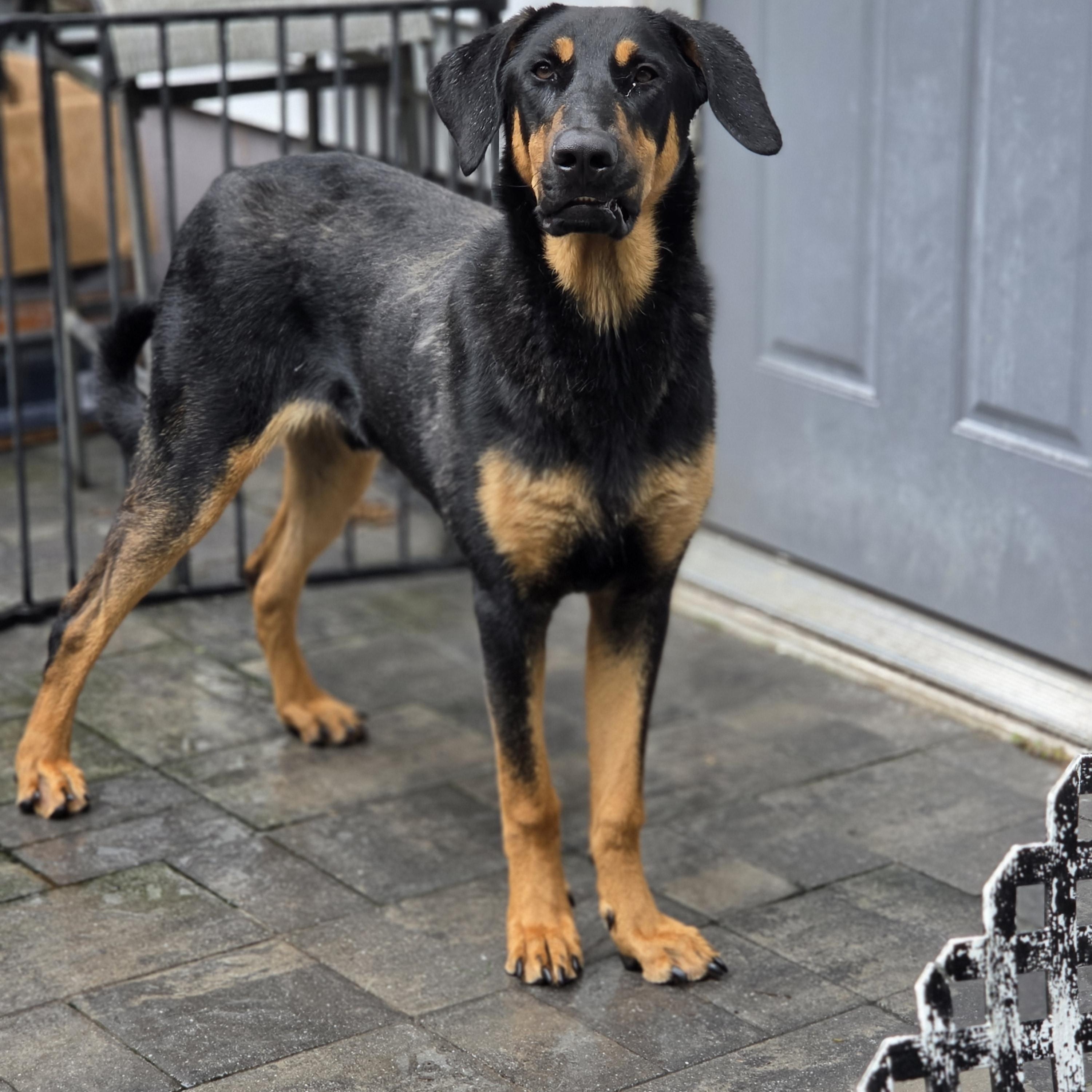 Enlarge Herman, an adopted mixed breed in Blairstown, NJ image 2/6
