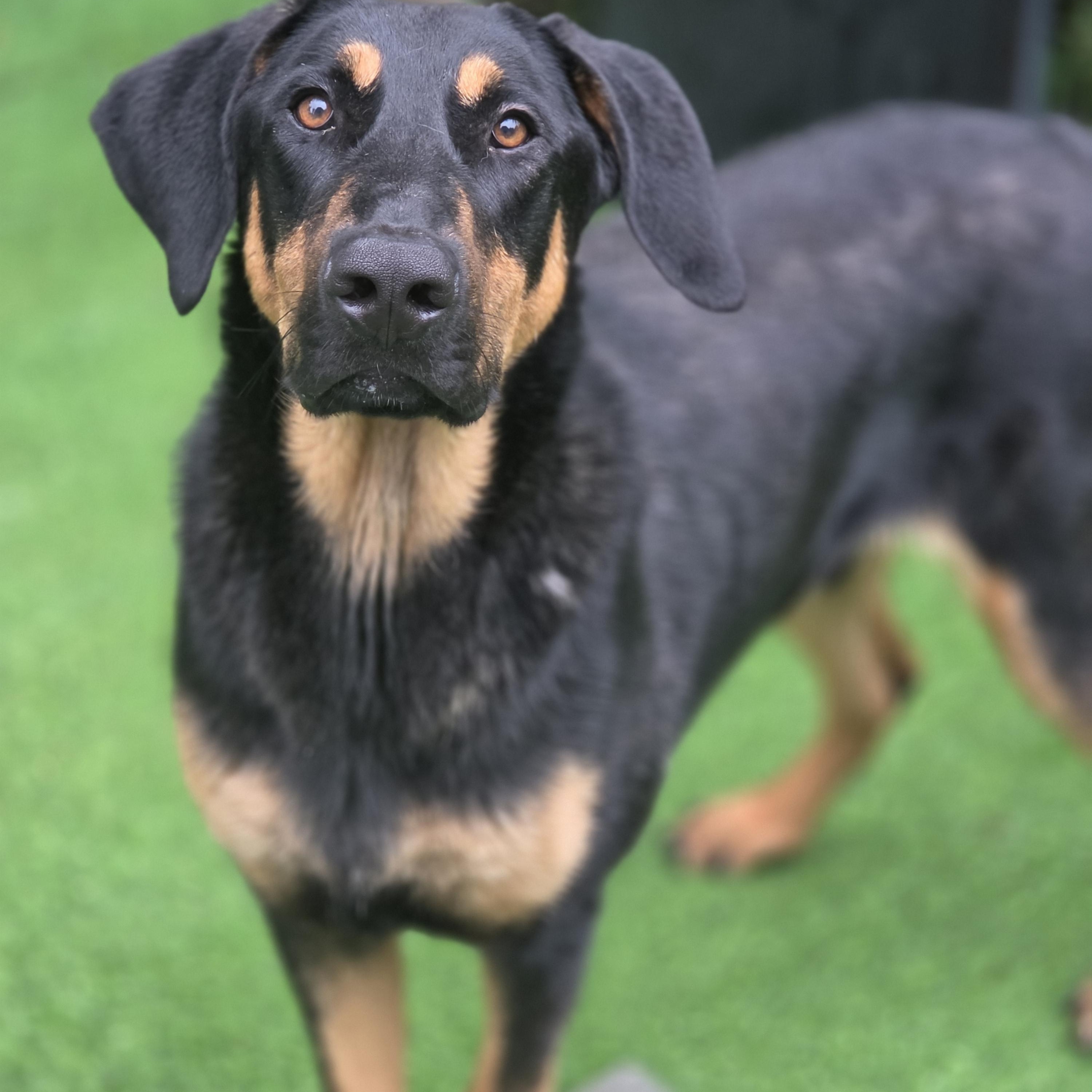 Enlarge Herman, an adopted mixed breed in Blairstown, NJ image 6/6