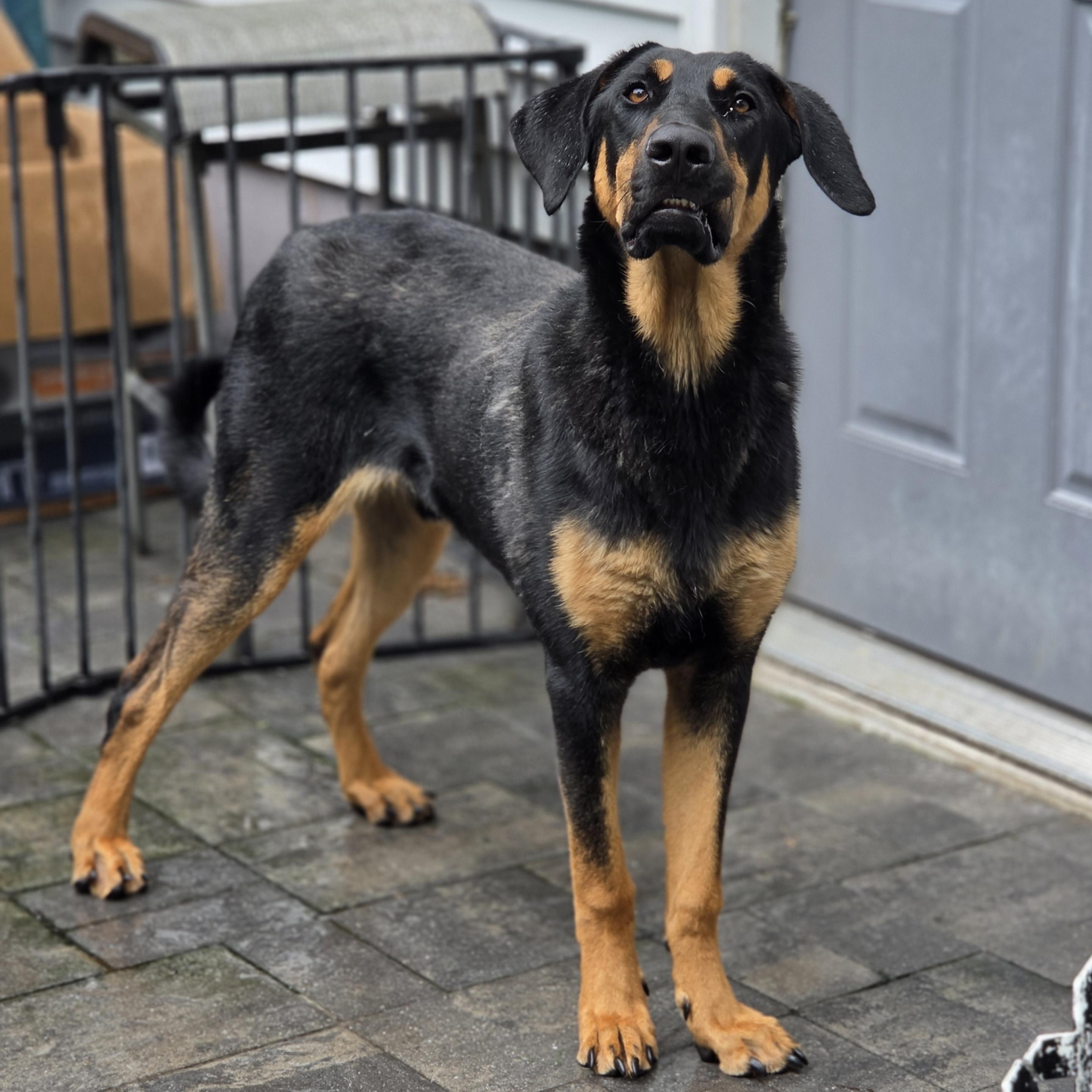 Enlarge Herman, an adopted mixed breed in Blairstown, NJ image 4/6