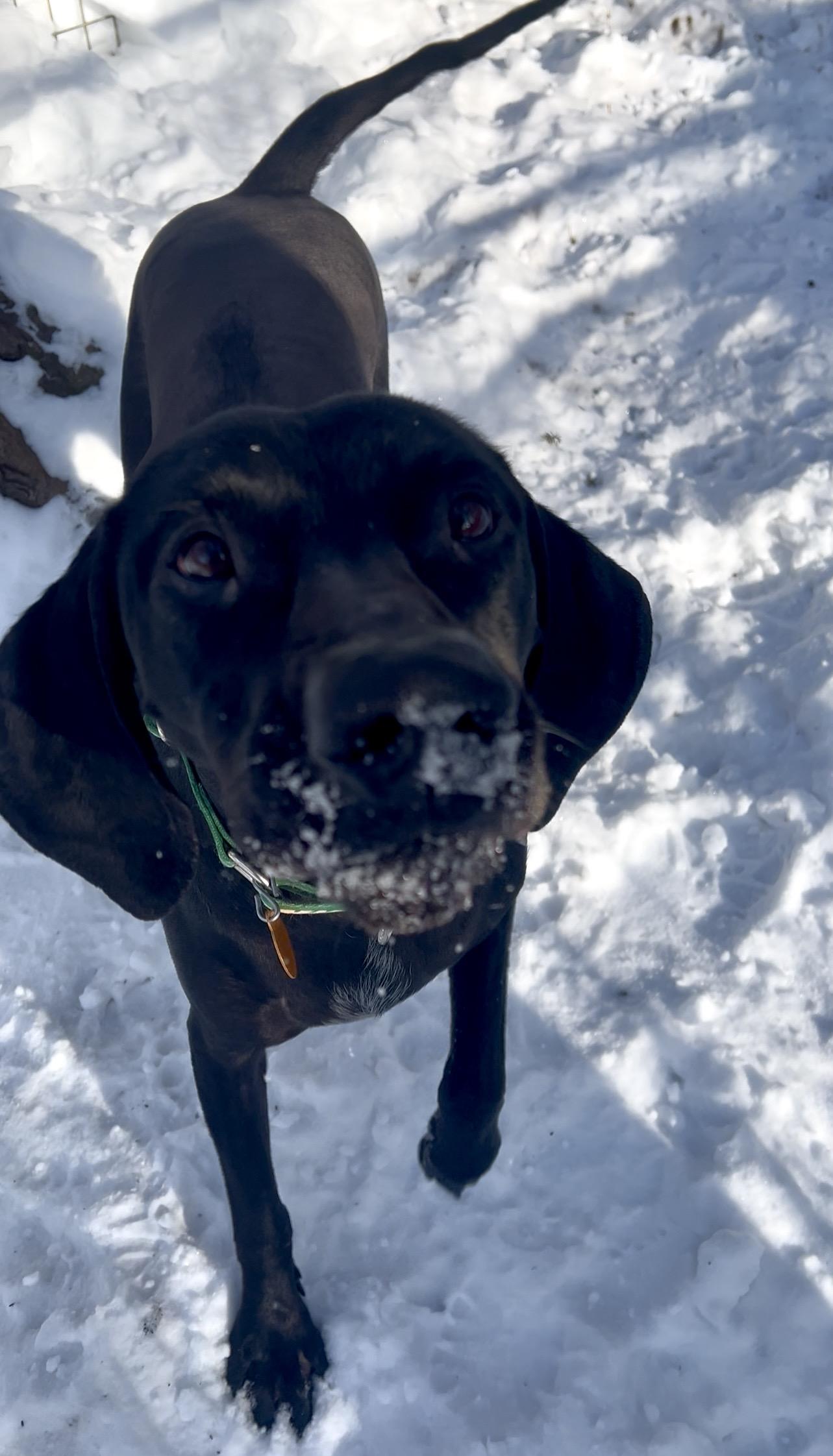 Enlarge HOAGIE, an adopted mixed breed in Millerstown, PA image 6/6