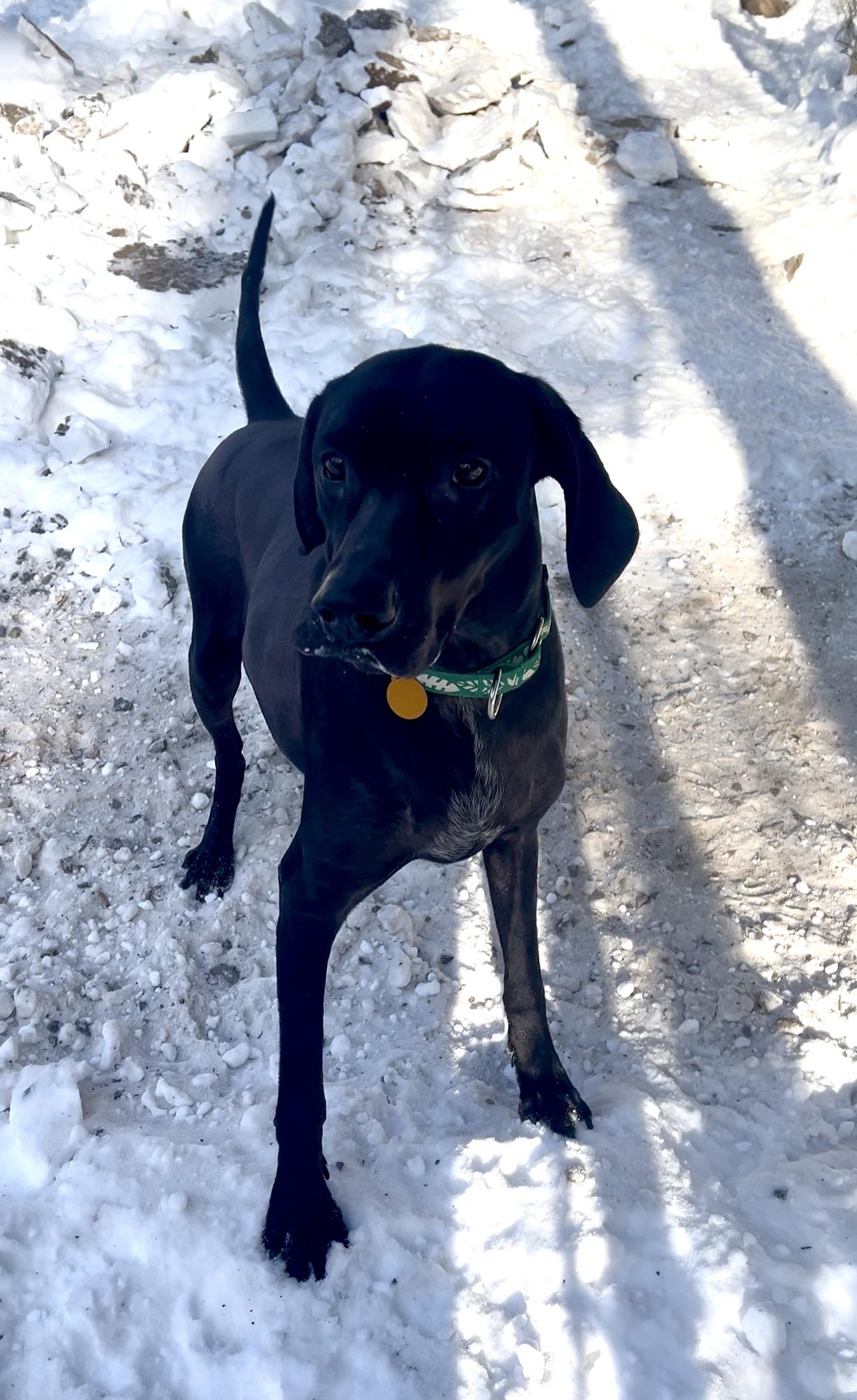 Enlarge HOAGIE, an adopted mixed breed in Millerstown, PA image 5/6