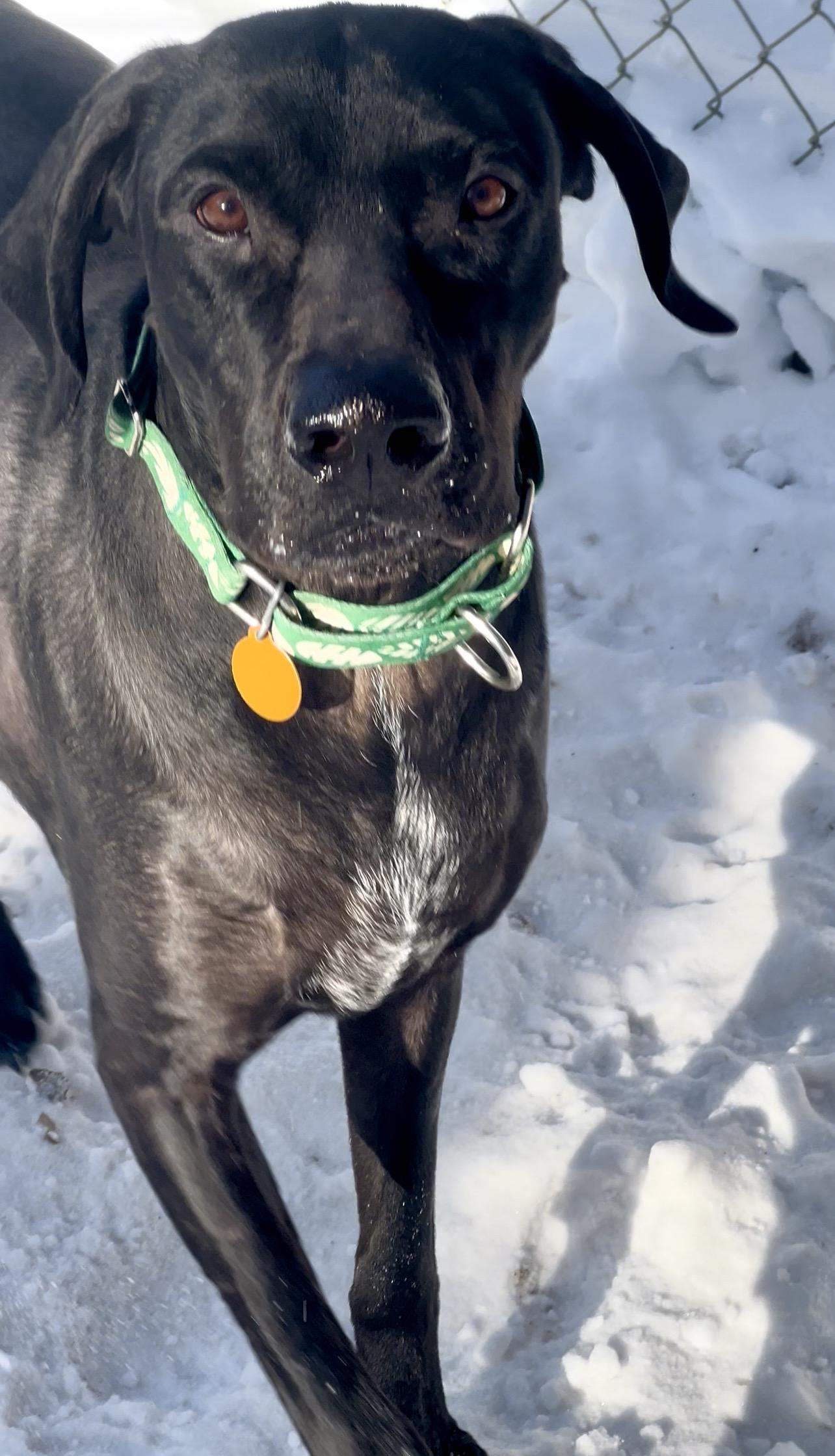Enlarge HOAGIE, an adopted mixed breed in Millerstown, PA image 2/6