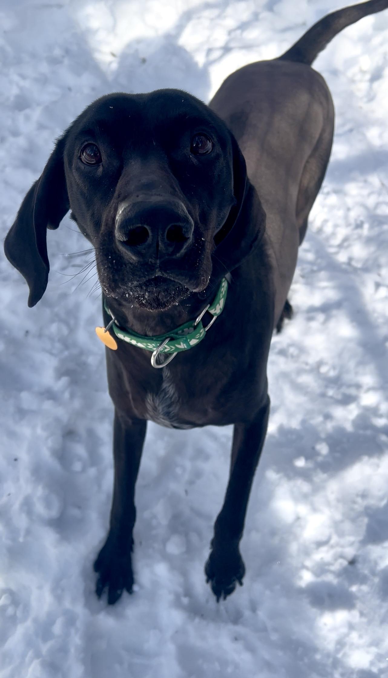 HOAGIE, adopted, Adult Male German Shorthaired Pointer & Xoloitzcuintli / Mexican Hairless.