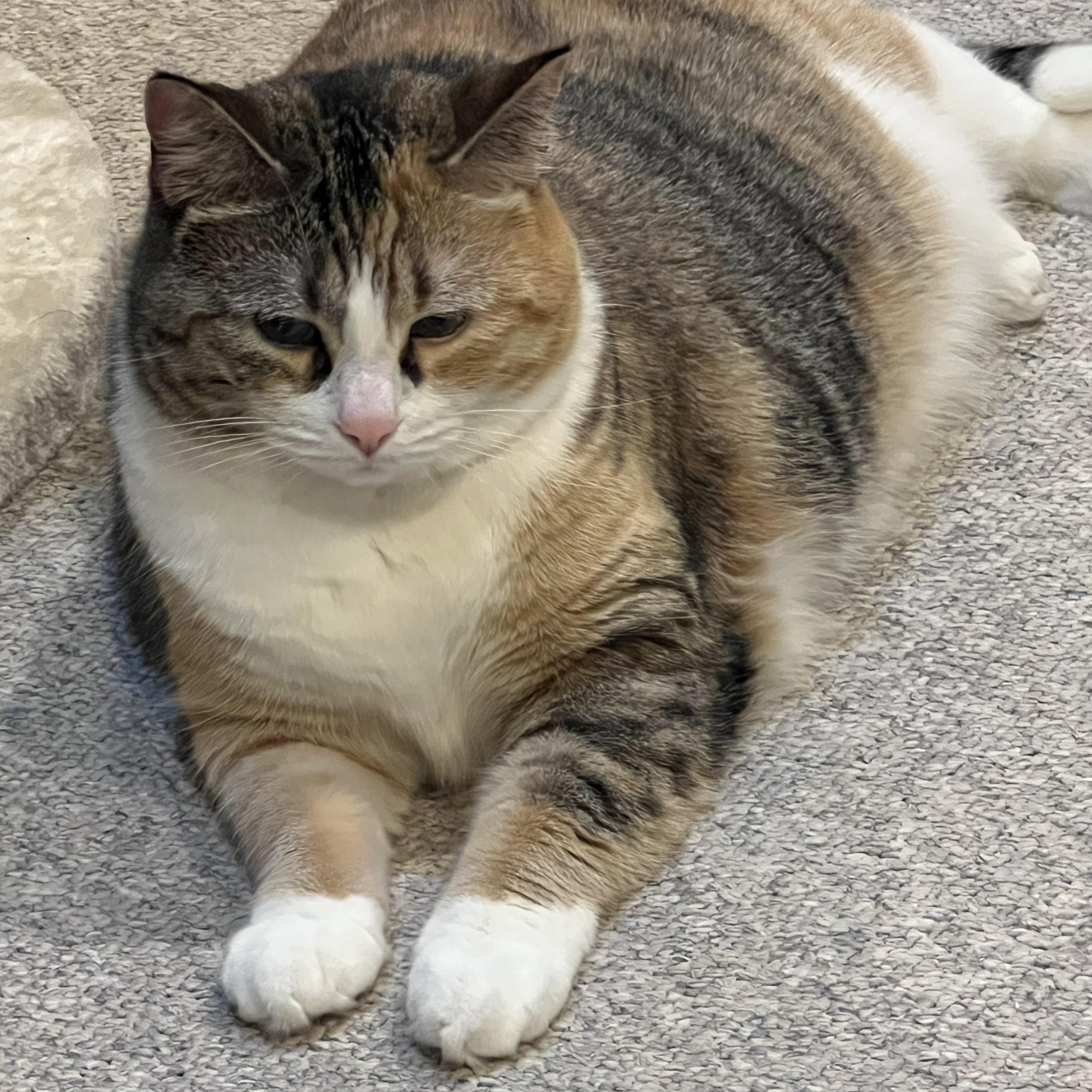 Nyla, a Adoptable Domestic Short Hair in Cranbrook, BC image 1/6