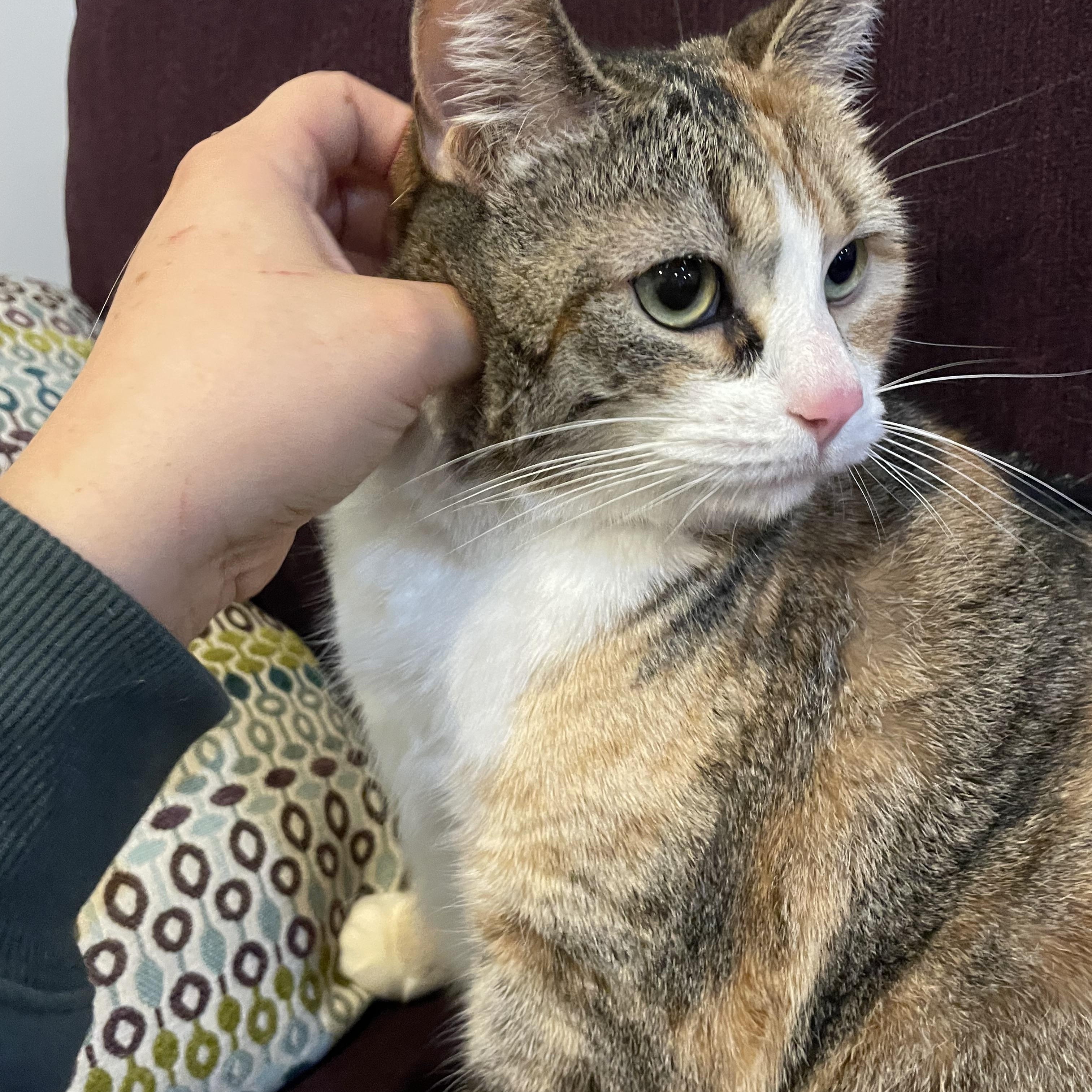 Nyla, a Adoptable Domestic Short Hair in Cranbrook, BC image 3/6