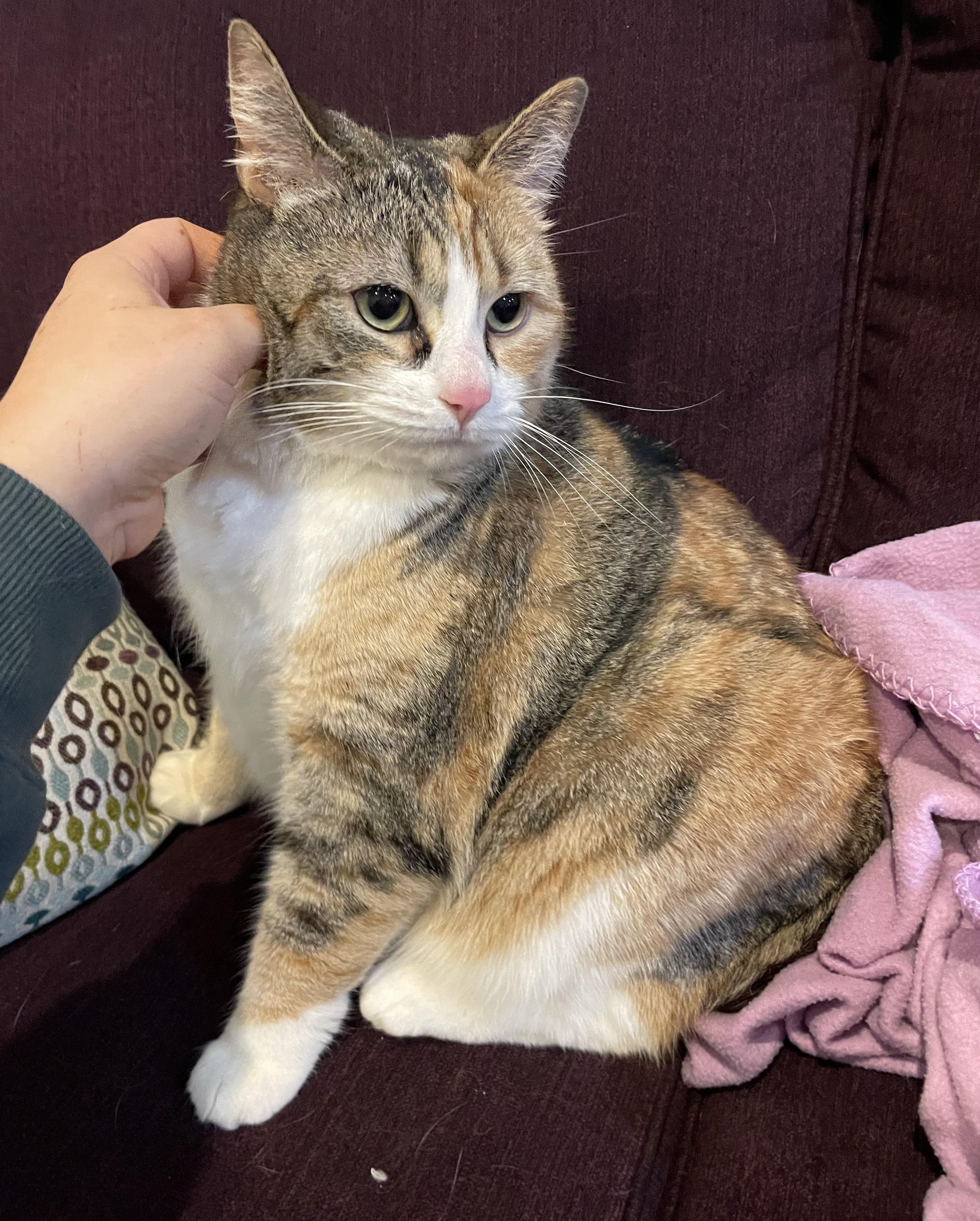 Nyla, a Adoptable Domestic Short Hair in Cranbrook, BC image 5/6