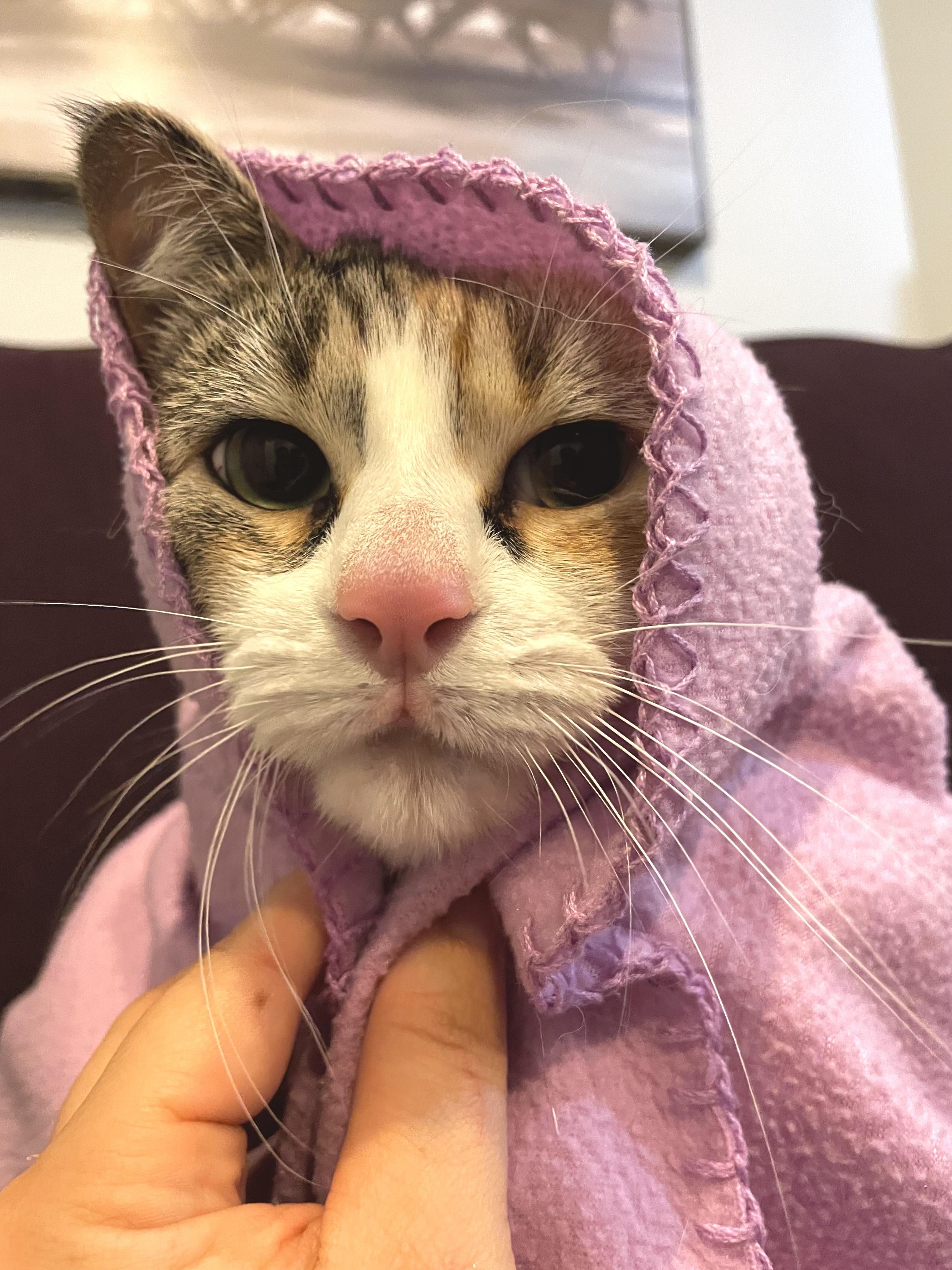 Nyla, a Adoptable Domestic Short Hair in Cranbrook, BC image 6/6