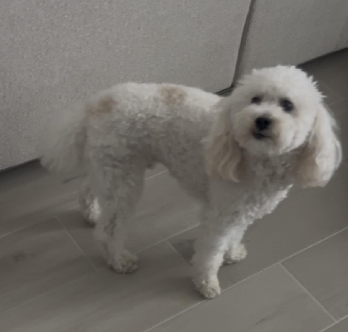 Beaux , Adoptable, Young Male Miniature Poodle & Bichon Frise.