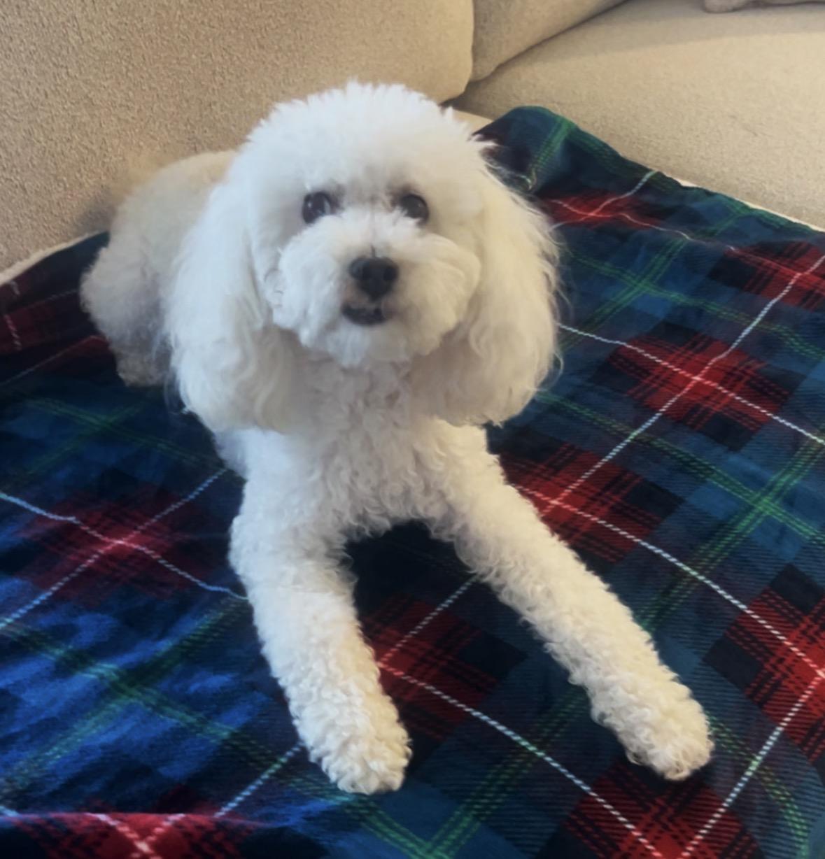 Enlarge Beaux , a Adoptable mixed breed in Boca Raton, FL image 4/4
