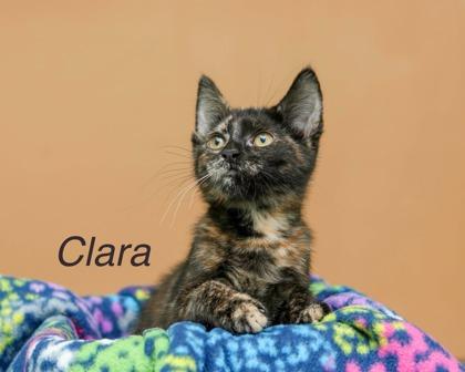 Enlarge Clara, a Adoptable mixed breed in Parma, OH image 1/1
