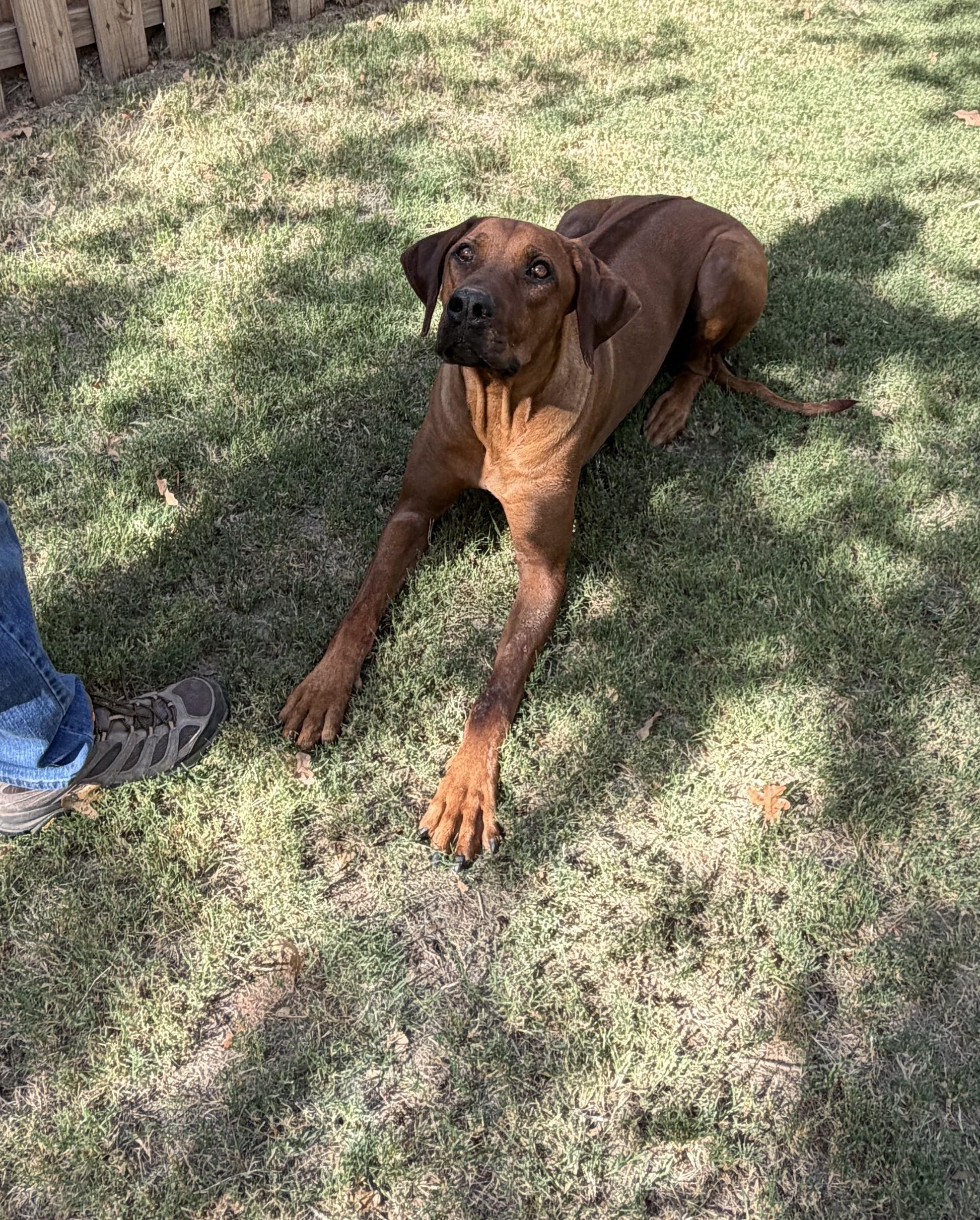 Axel, ADOPTABLE, Young Male Rhodesian Ridgeback.