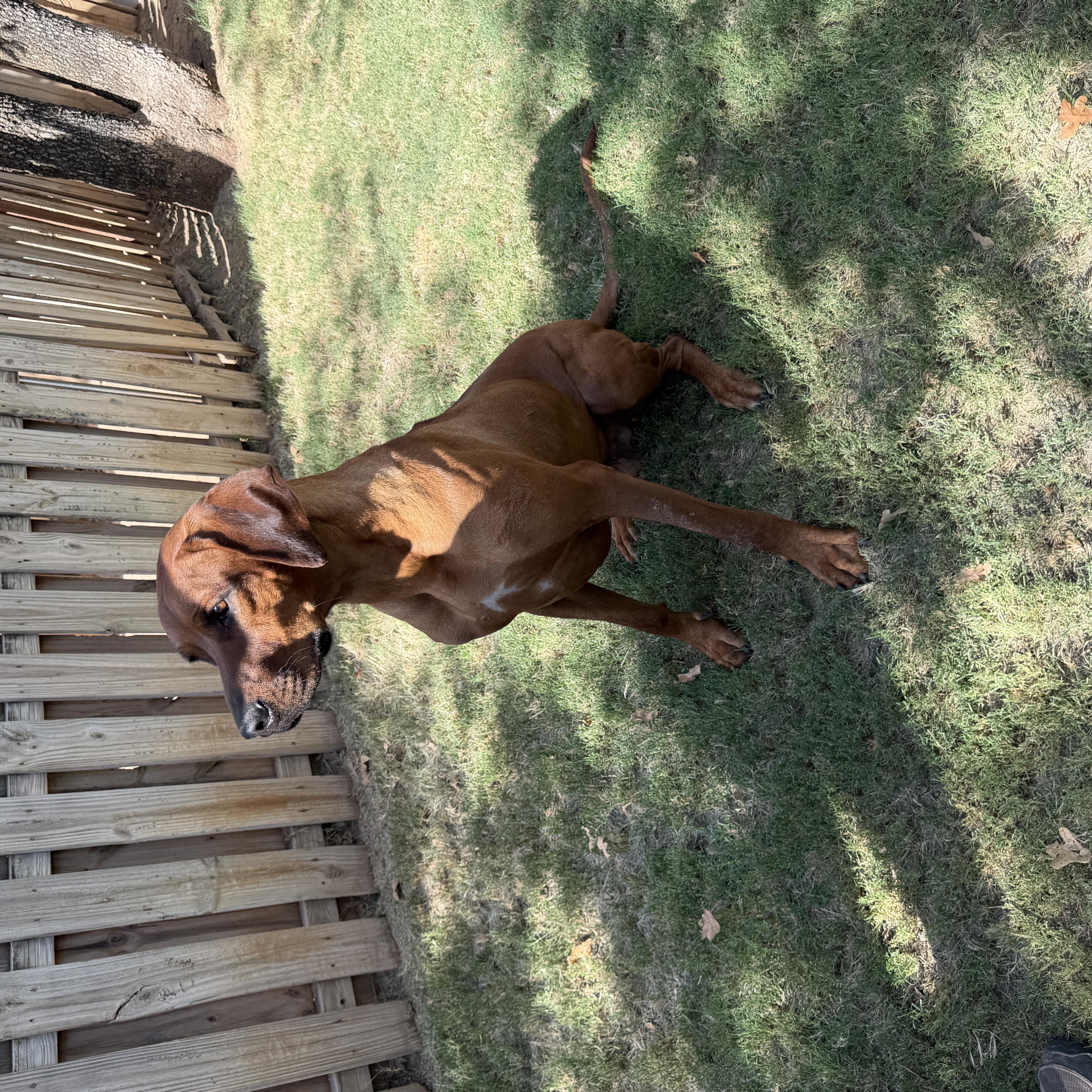 Enlarge Axel, a ADOPTABLE Rhodesian Ridgeback in Paradise, TX image 2/4