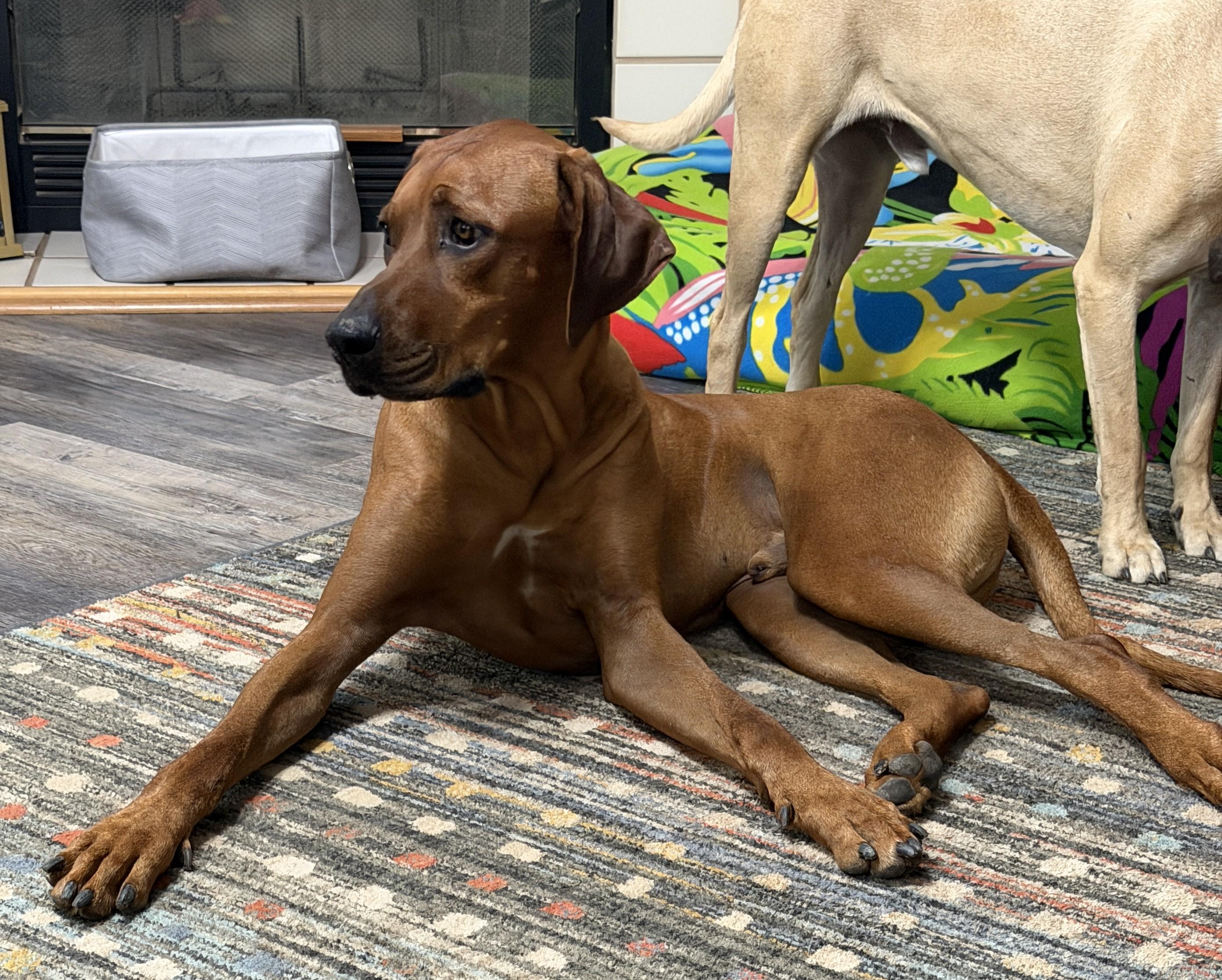 Enlarge Axel, a ADOPTABLE Rhodesian Ridgeback in Paradise, TX image 4/4