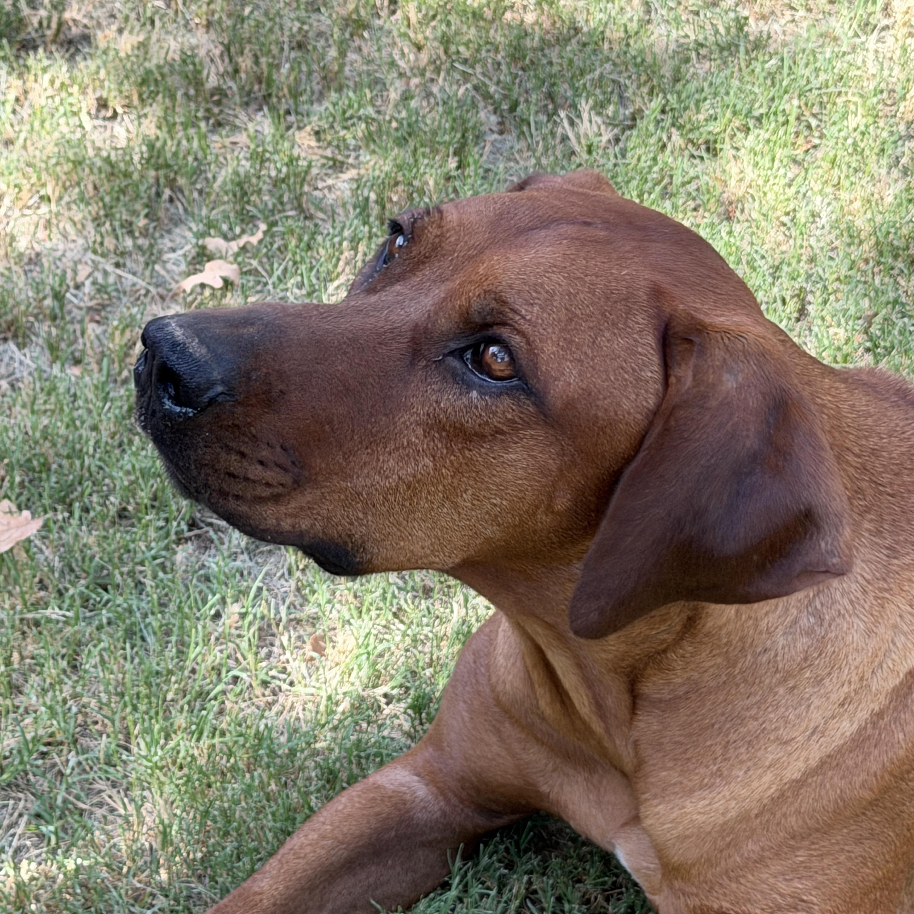 Enlarge Axel, a ADOPTABLE Rhodesian Ridgeback in Paradise, TX image 3/4