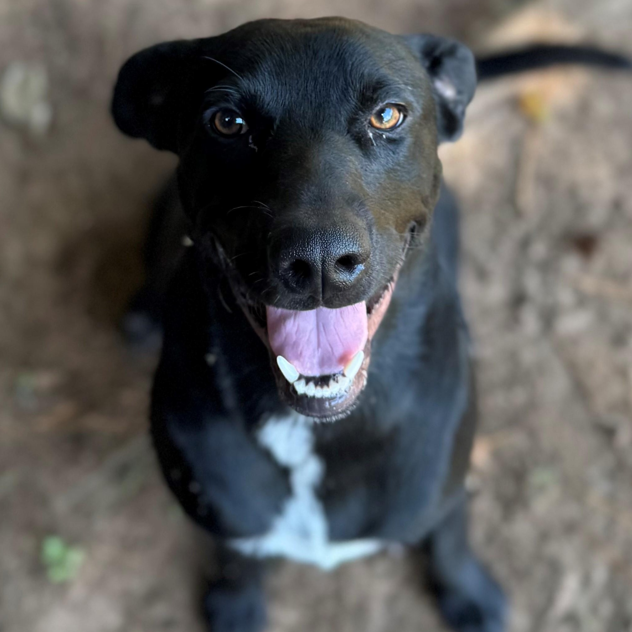 Enlarge Chris, a Adoptable mixed breed in Summerdale, AL image 1/1