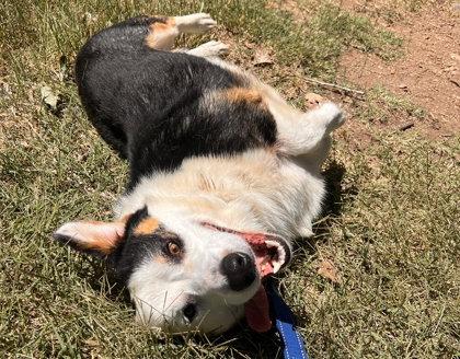 Stu, Adopted, Young Male Corgi & Australian Shepherd.