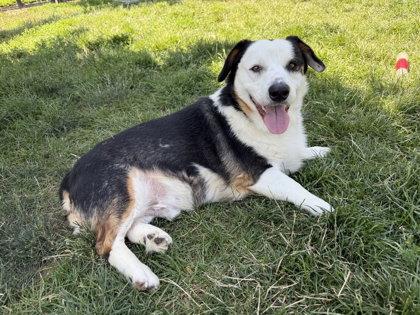 Stu, a Adopted mixed breed in Denver, CO image 2/3