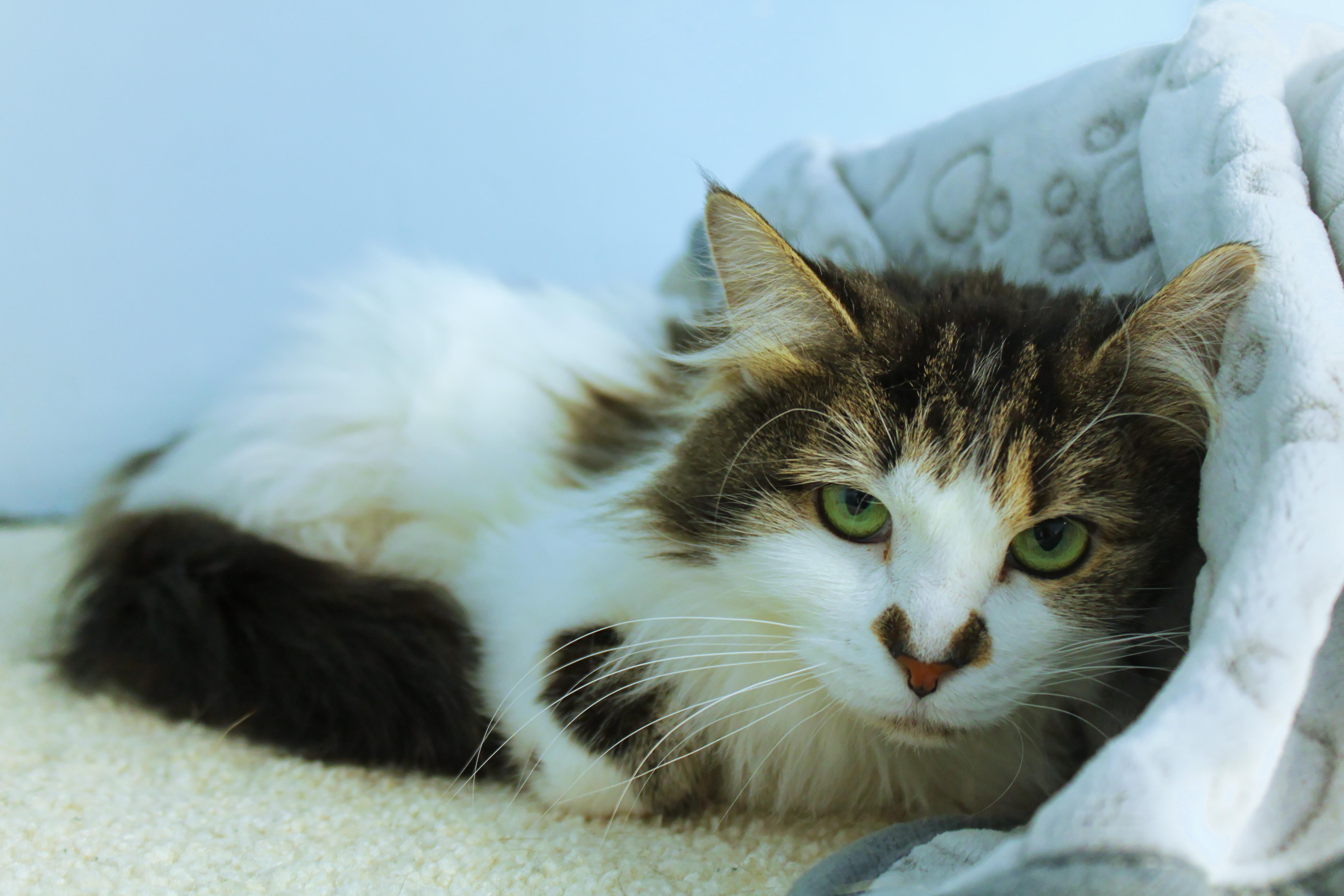 Coco, an adopted mixed breed in Urbana, OH image 5/5