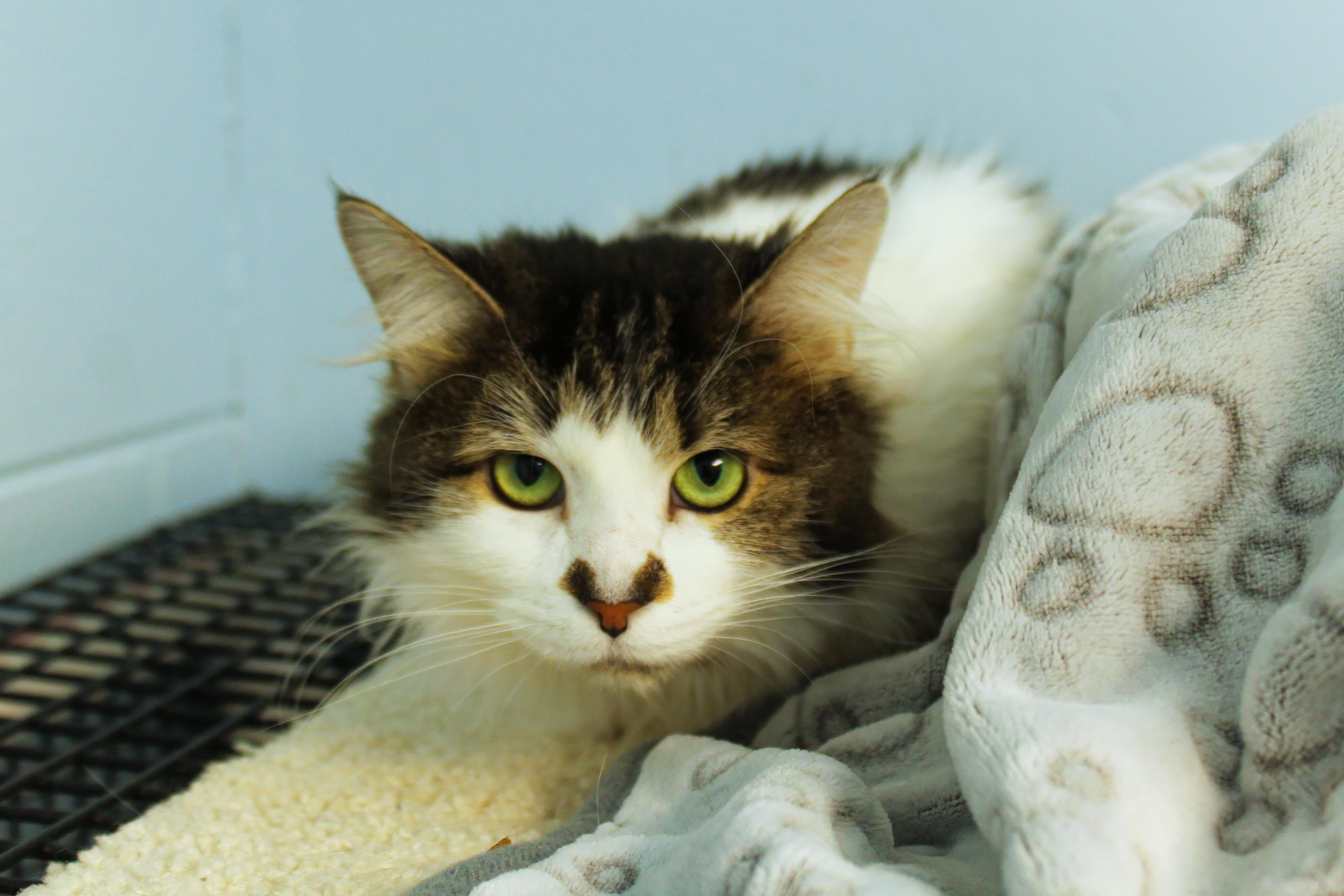 Coco, an adopted mixed breed in Urbana, OH image 4/5