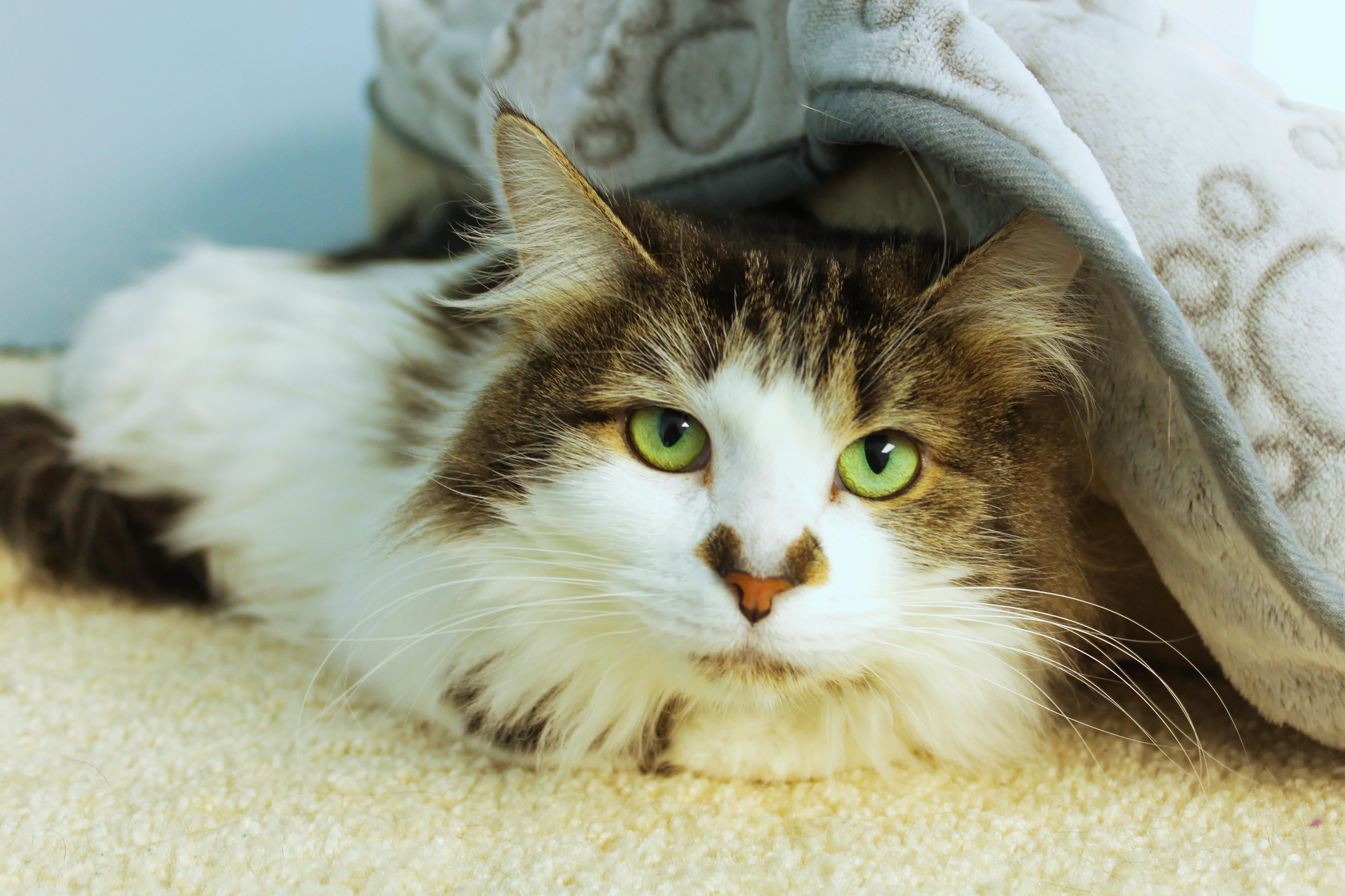 Coco, an adopted mixed breed in Urbana, OH image 1/5