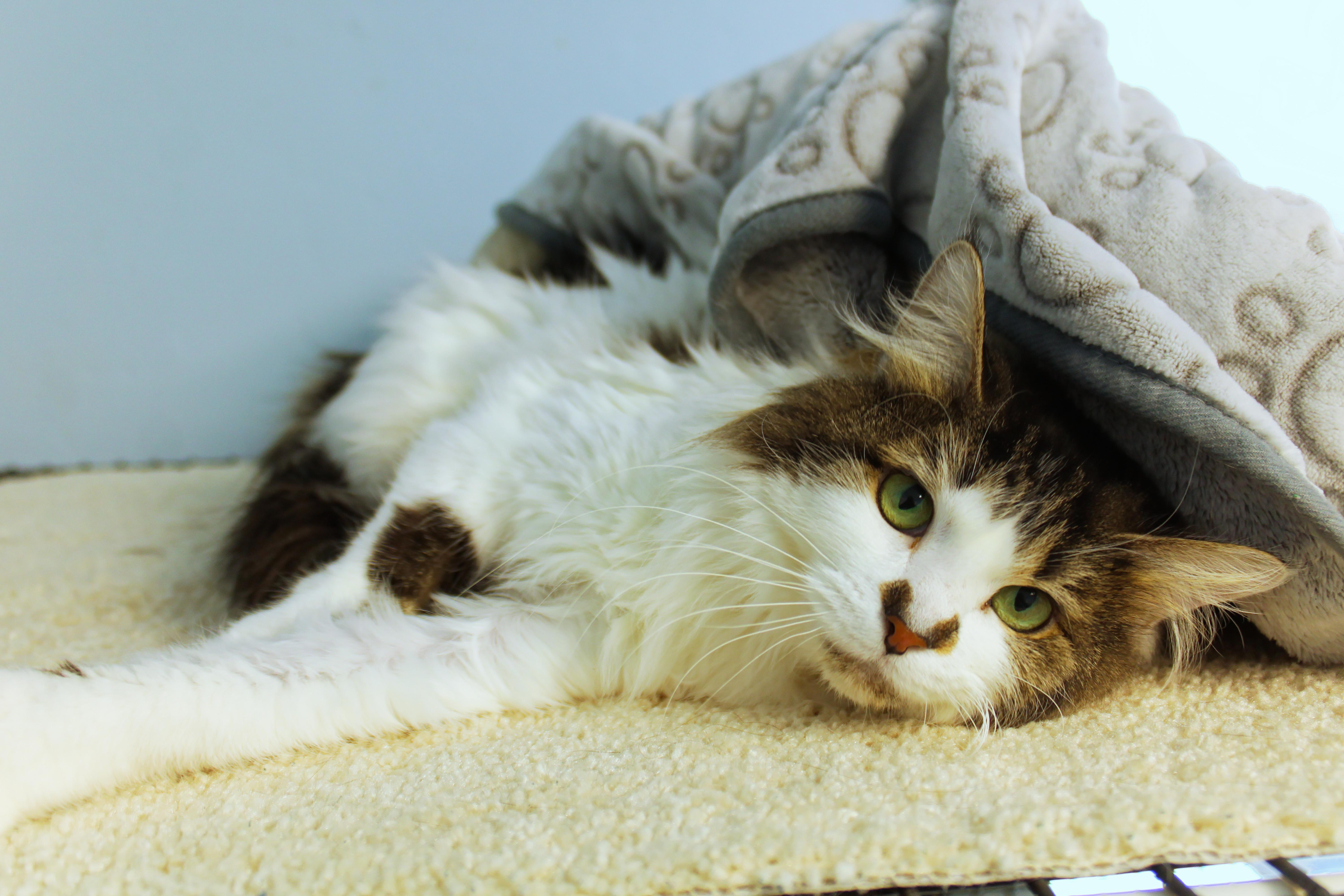 Coco, an adopted mixed breed in Urbana, OH image 2/5