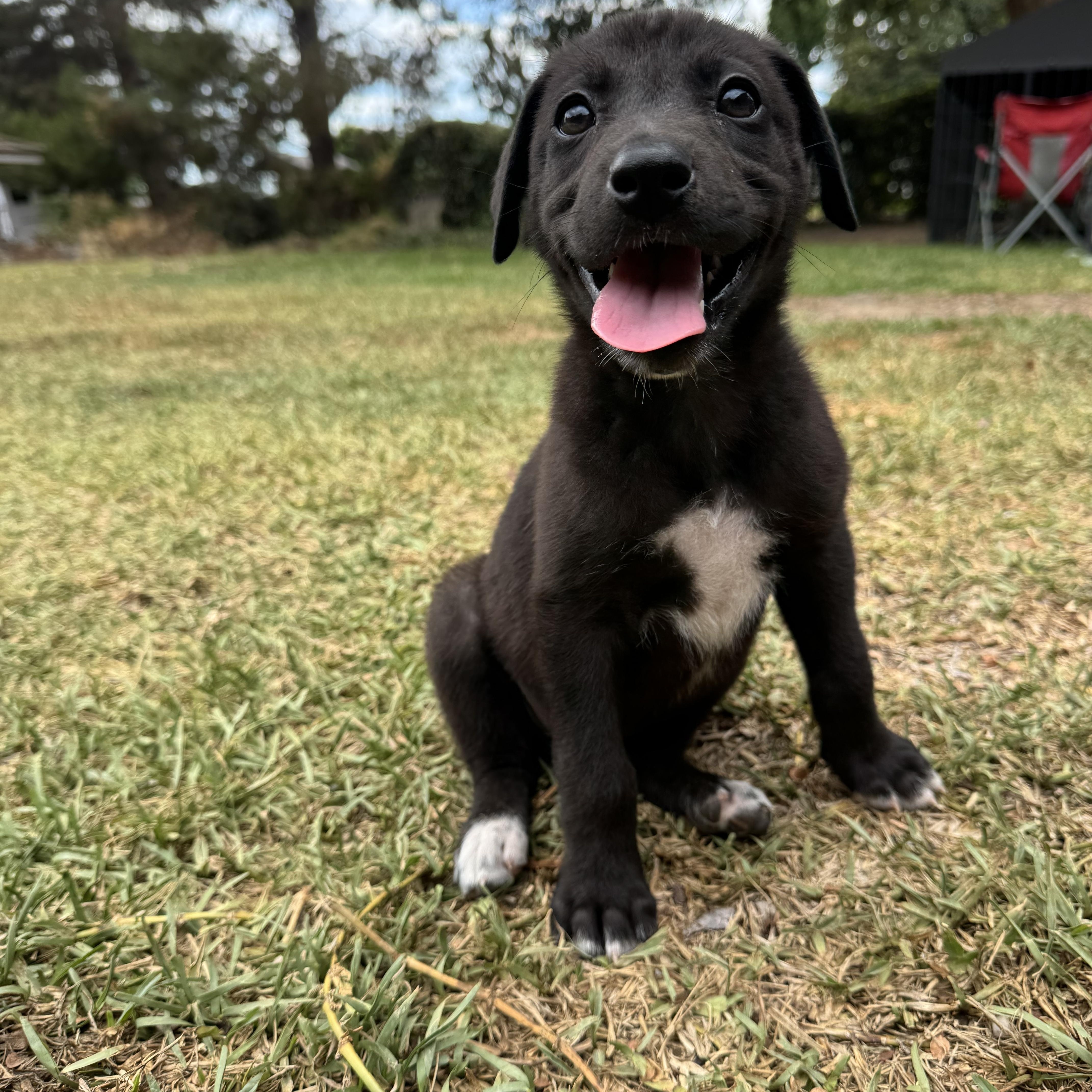Tink, ADOPTABLE, Puppy Female Great Dane & Black Labrador Retriever.