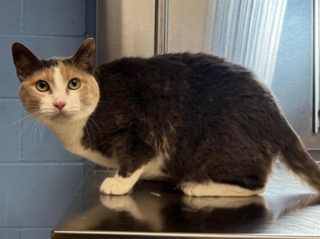 DRAC, Adoptable, Adult Female Domestic Short Hair.