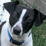 Alfred Arepa , Adopted, Puppy Male Fox Terrier & Dachshund.