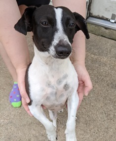 Enlarge Alfred Arepa , a Adopted mixed breed in Houston, TX image 2/6