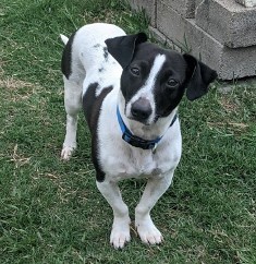 Enlarge Alfred Arepa , a Adopted mixed breed in Houston, TX image 3/6