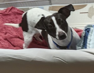 Enlarge Alfred Arepa , a Adopted mixed breed in Houston, TX image 5/6