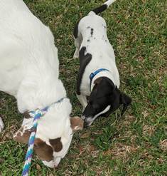Alfred Arepa , Adopted, Puppy Male Fox Terrier & Dachshund.