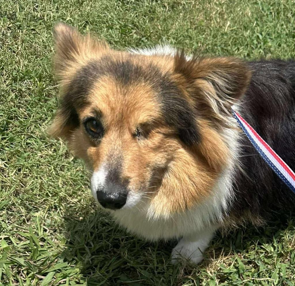 Enlarge Sunny 2, a Adopted Corgi in Indianola, IA image 1/1