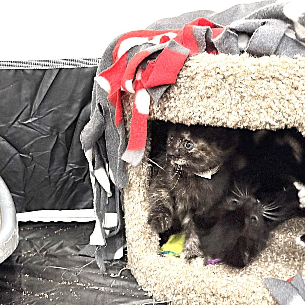 Annie Lennox, Adoptable, Kitten Female Domestic Short Hair.