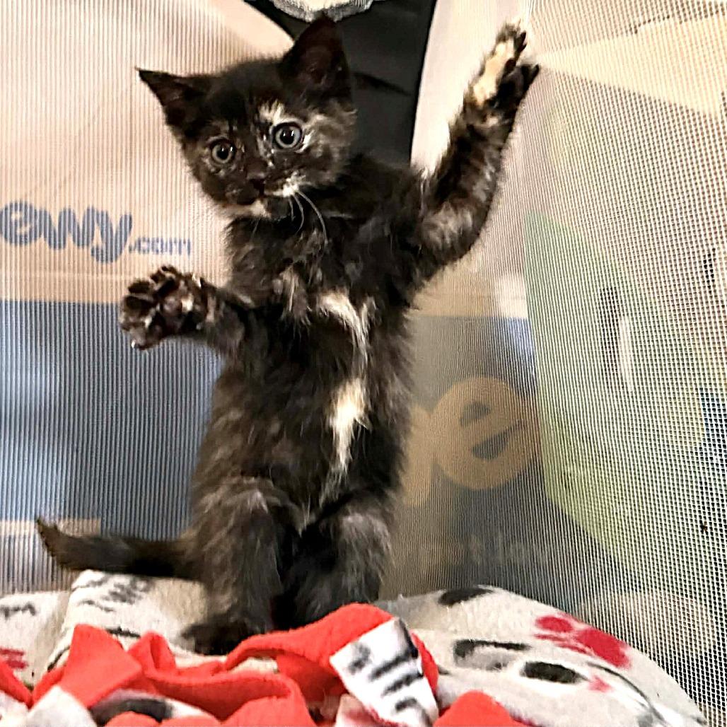 Enlarge Annie Lennox, a Adoptable Domestic Short Hair in Escondido, CA image 2/6