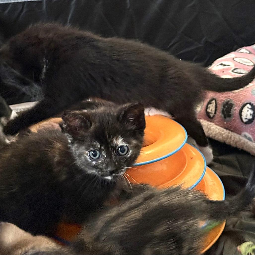 Enlarge Annie Lennox, a Adoptable Domestic Short Hair in Escondido, CA image 3/6