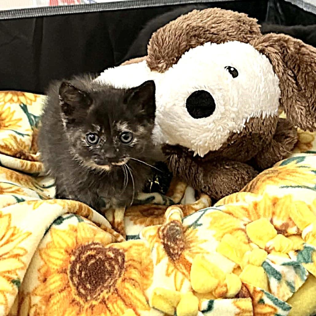 Enlarge Annie Lennox, a Adoptable Domestic Short Hair in Escondido, CA image 4/6