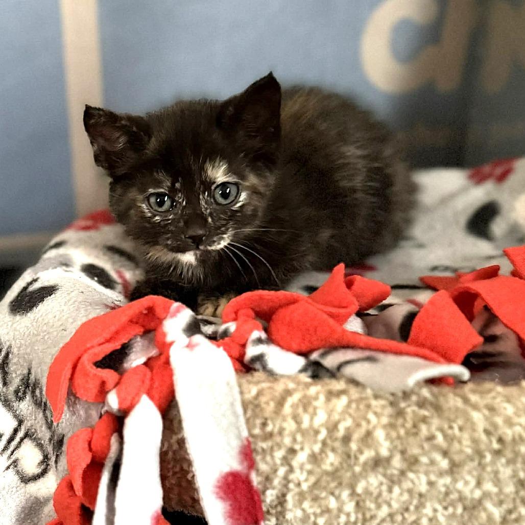 Enlarge Annie Lennox, a Adoptable Domestic Short Hair in Escondido, CA image 5/6