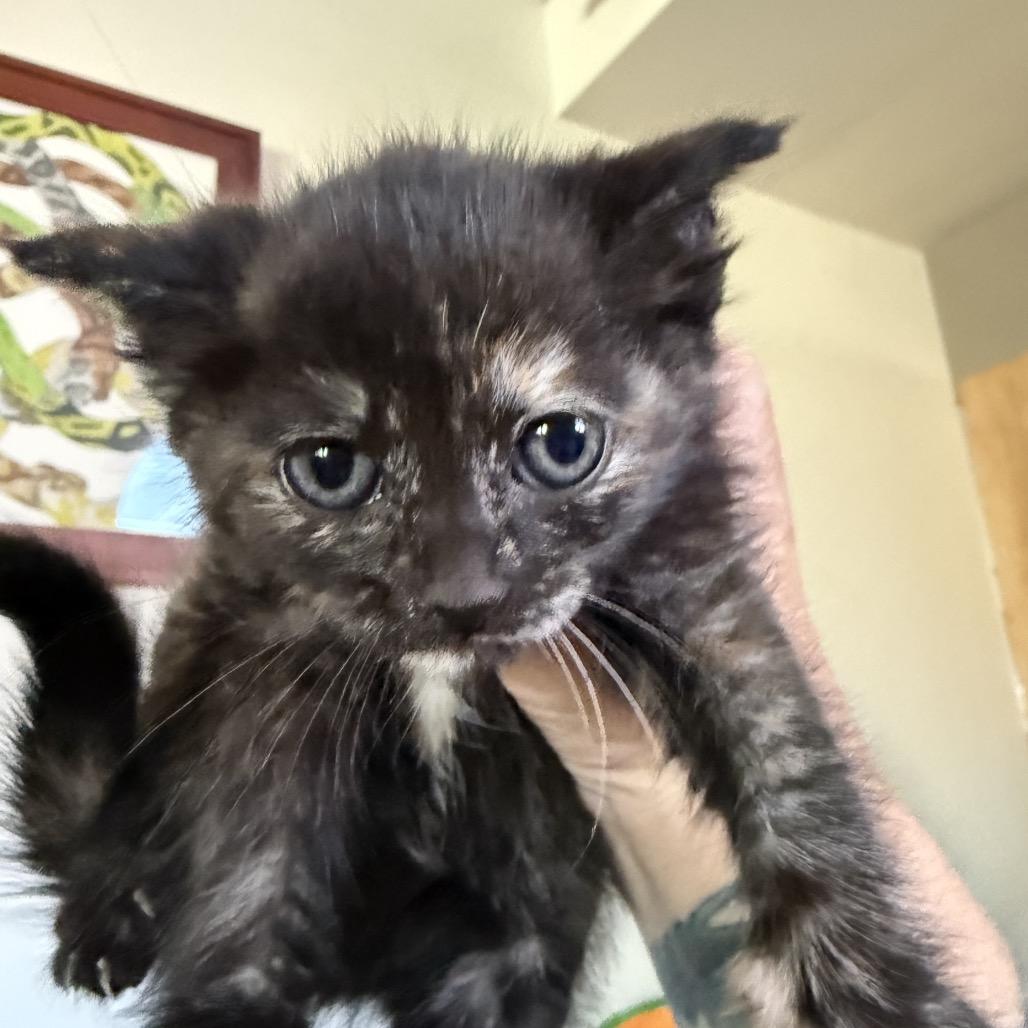 Enlarge Annie Lennox, a Adoptable Domestic Short Hair in Escondido, CA image 6/6