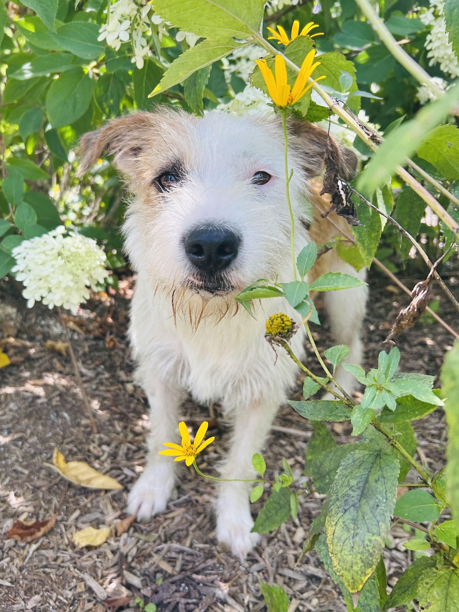 Dexter, a Adoptable Wire Fox Terrier in Elizabethtown, PA image 1/3