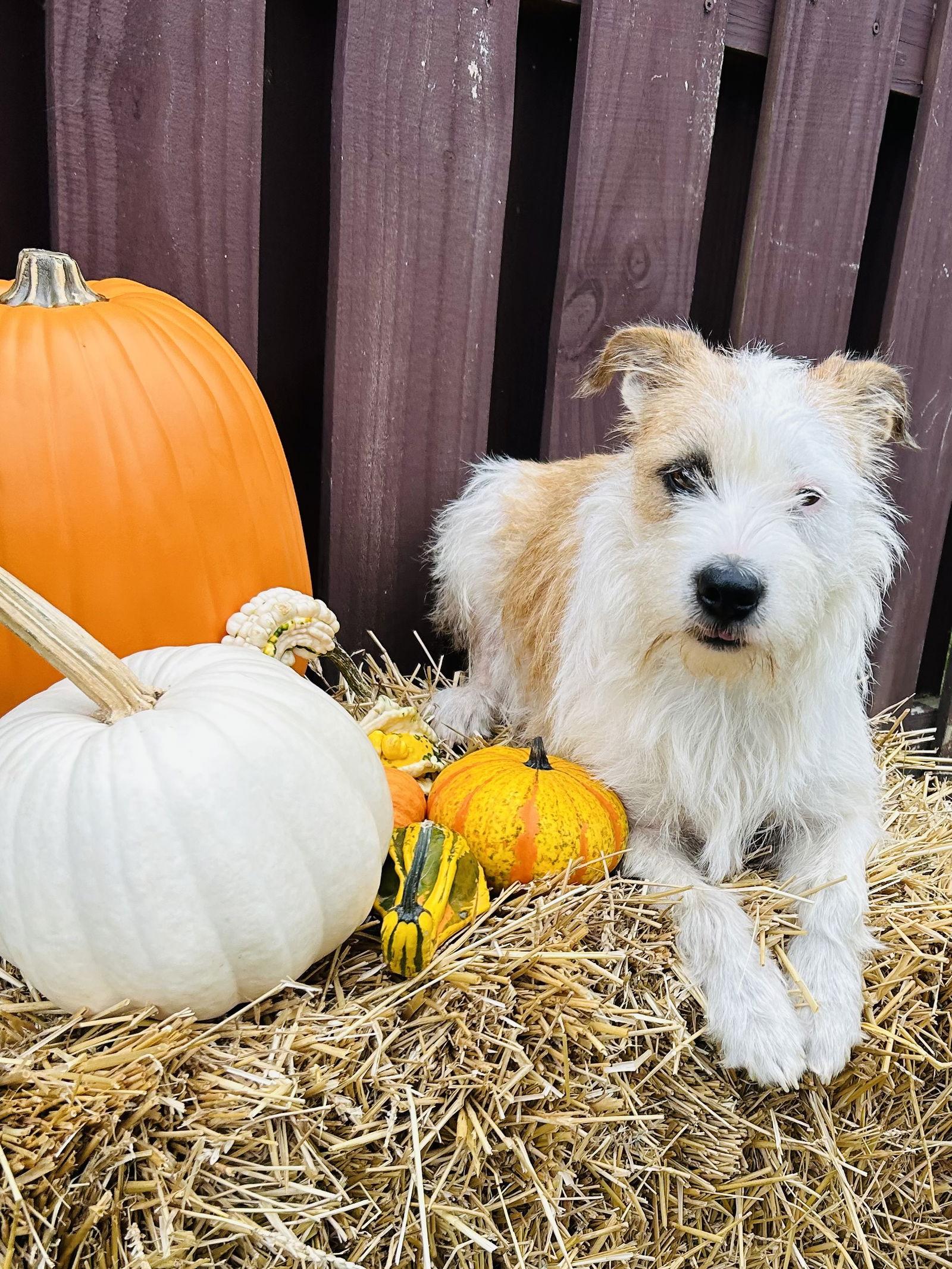 Dexter, a Adoptable Wire Fox Terrier in Elizabethtown, PA image 2/3