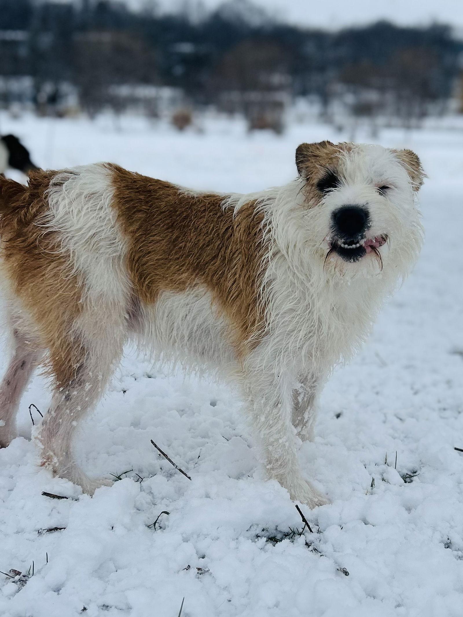 Enlarge Dexter, a Adoptable Wire Fox Terrier in Elizabethtown, PA image 1/3
