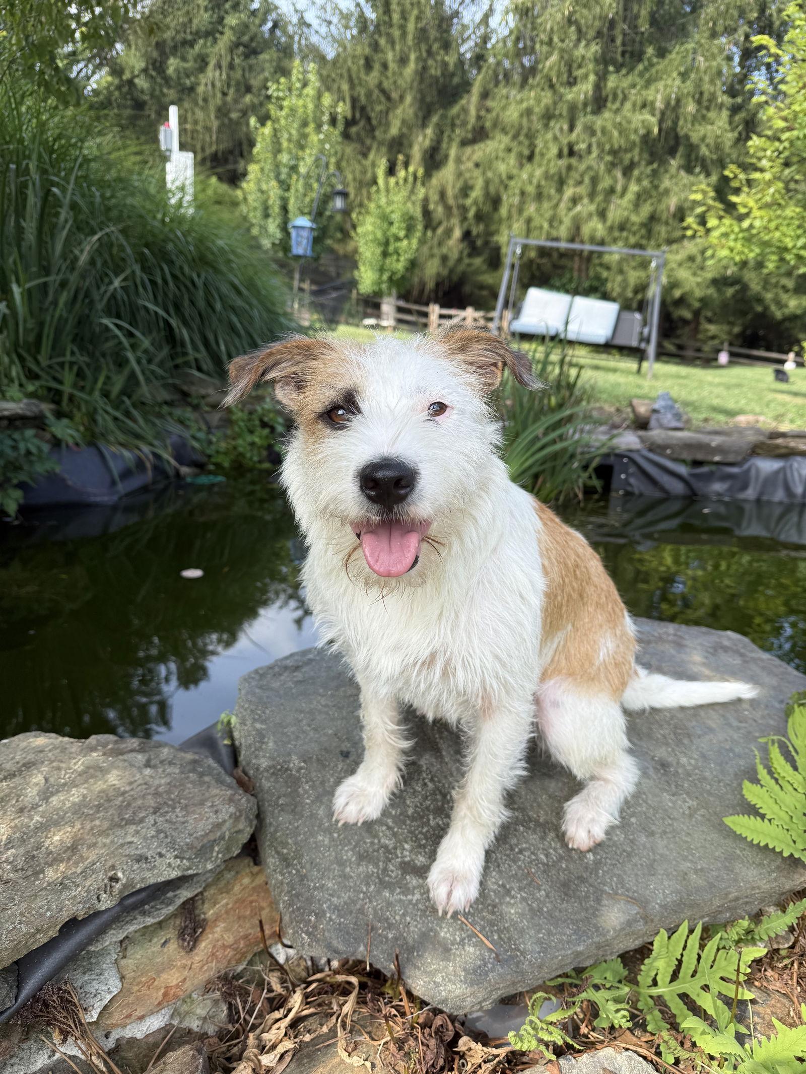 Dexter, a Adoptable Wire Fox Terrier in Elizabethtown, PA image 3/3