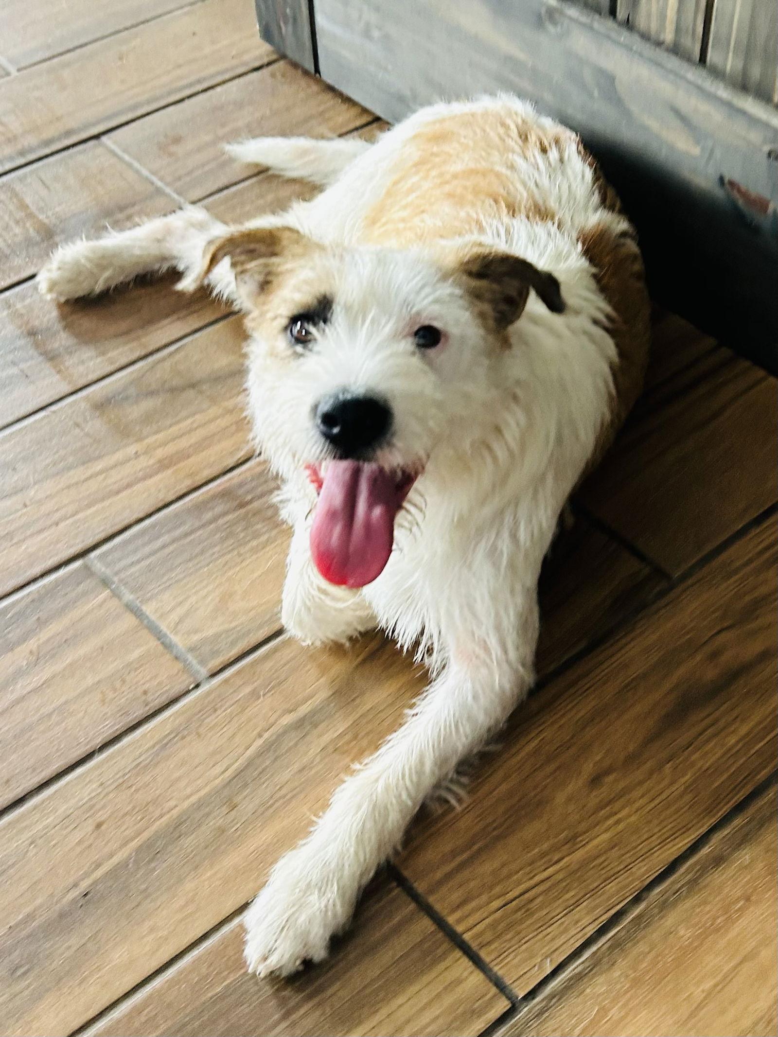 Dexter, Adoptable, Adult Male Wire Fox Terrier.