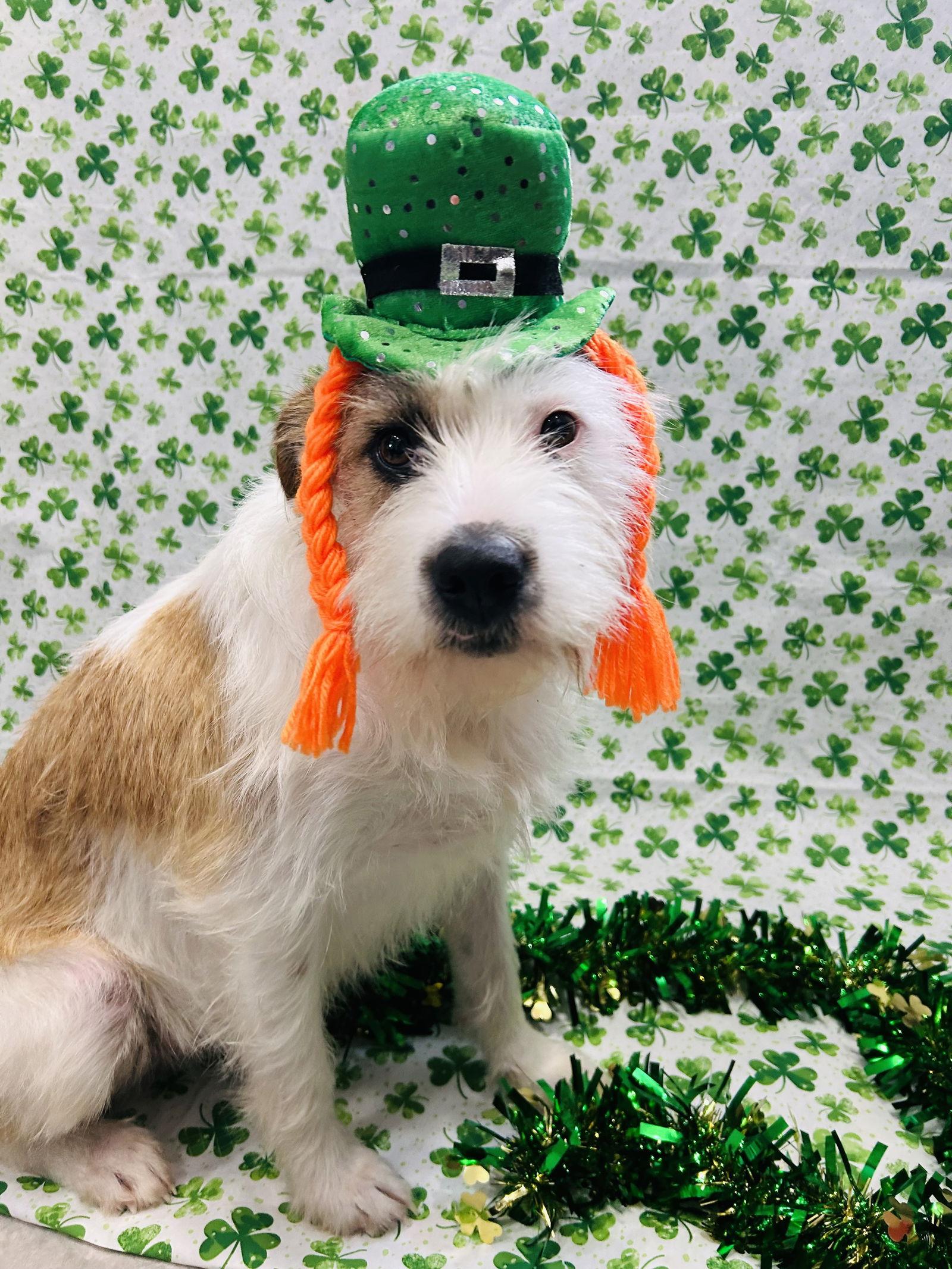 Enlarge Dexter, a Adoptable Wire Fox Terrier in Elizabethtown, PA image 2/3